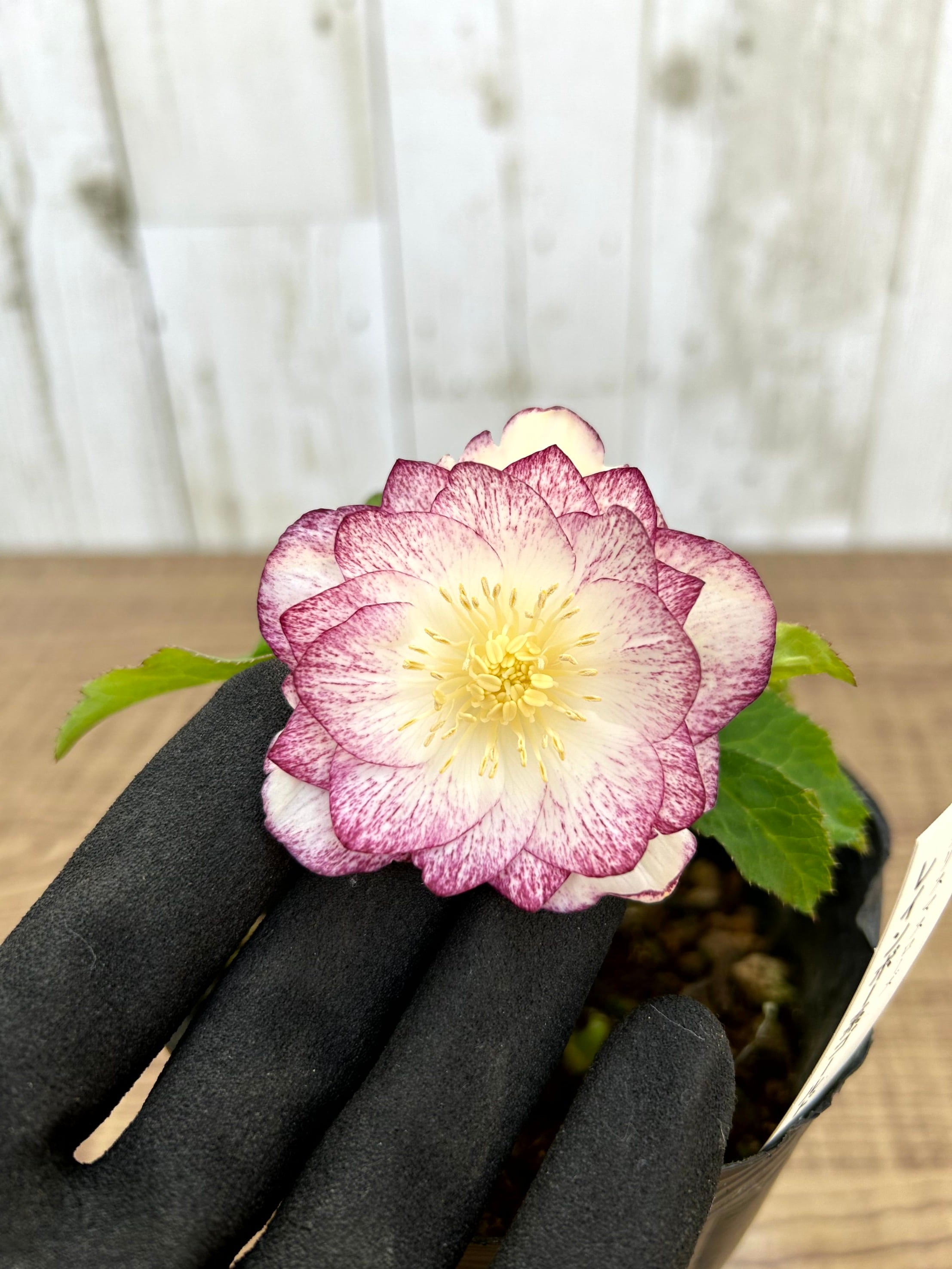 1/10up クリスマスローズ（加藤農園）キラメキ☆ディープレッド CR