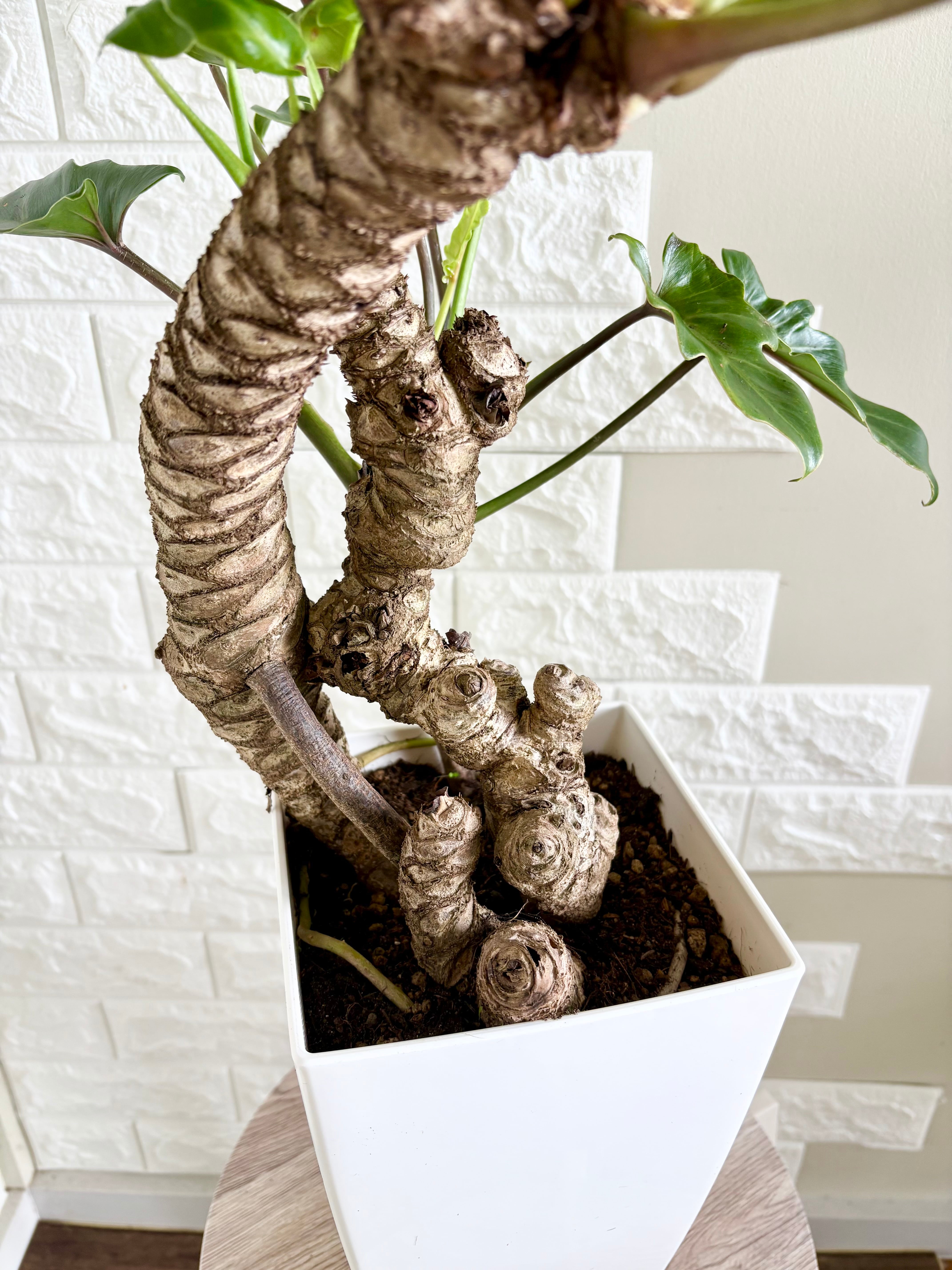 現品】フィロデンドロン クッカバラ 幹立ち 観葉植物 | 観葉植物のお店