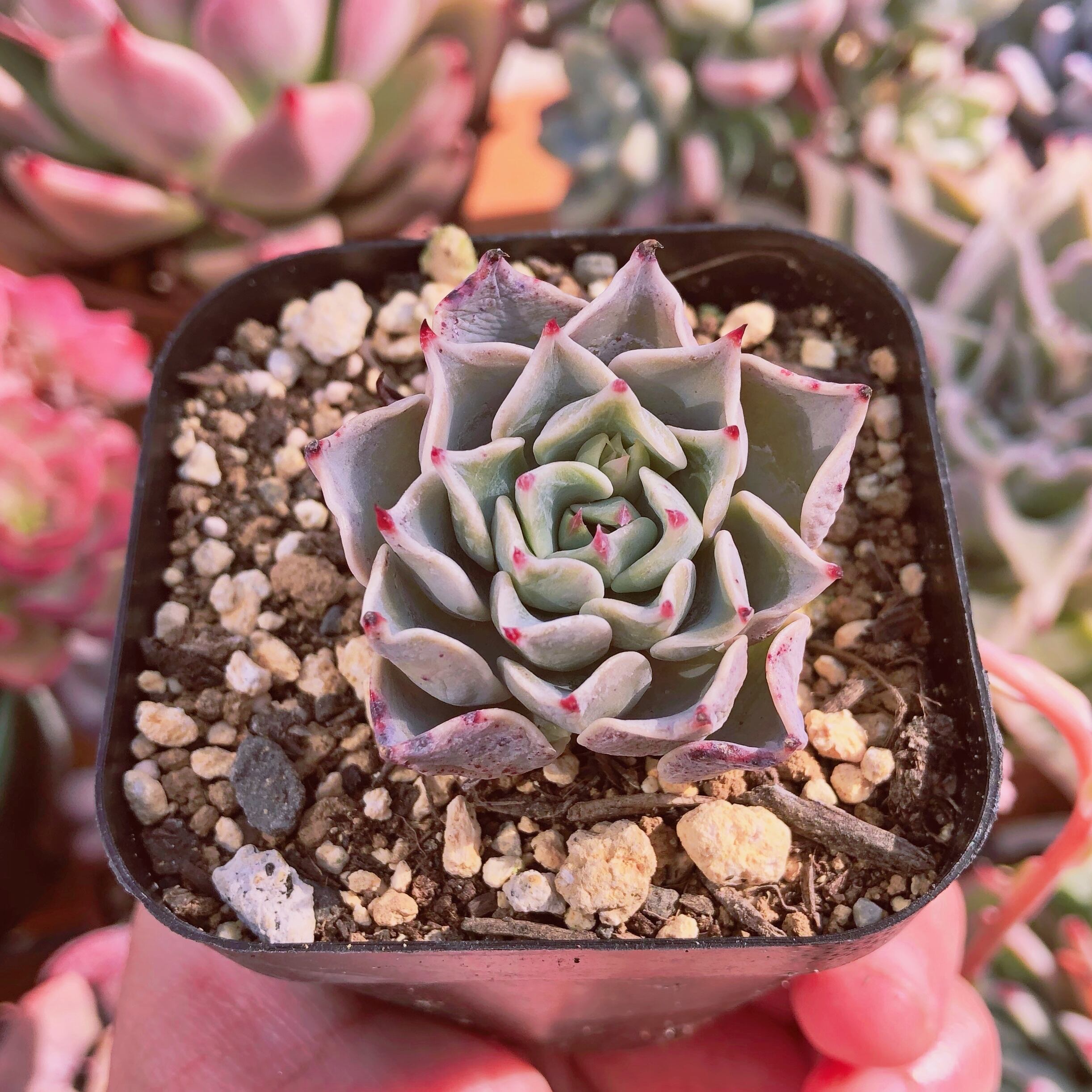 多肉植物　悪魔の翼　抜き苗　