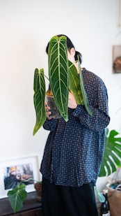 アンスリウム ワロクアーナム / Anthurium Warocqueanum㉖ / 観葉植物<育て方・花言葉>