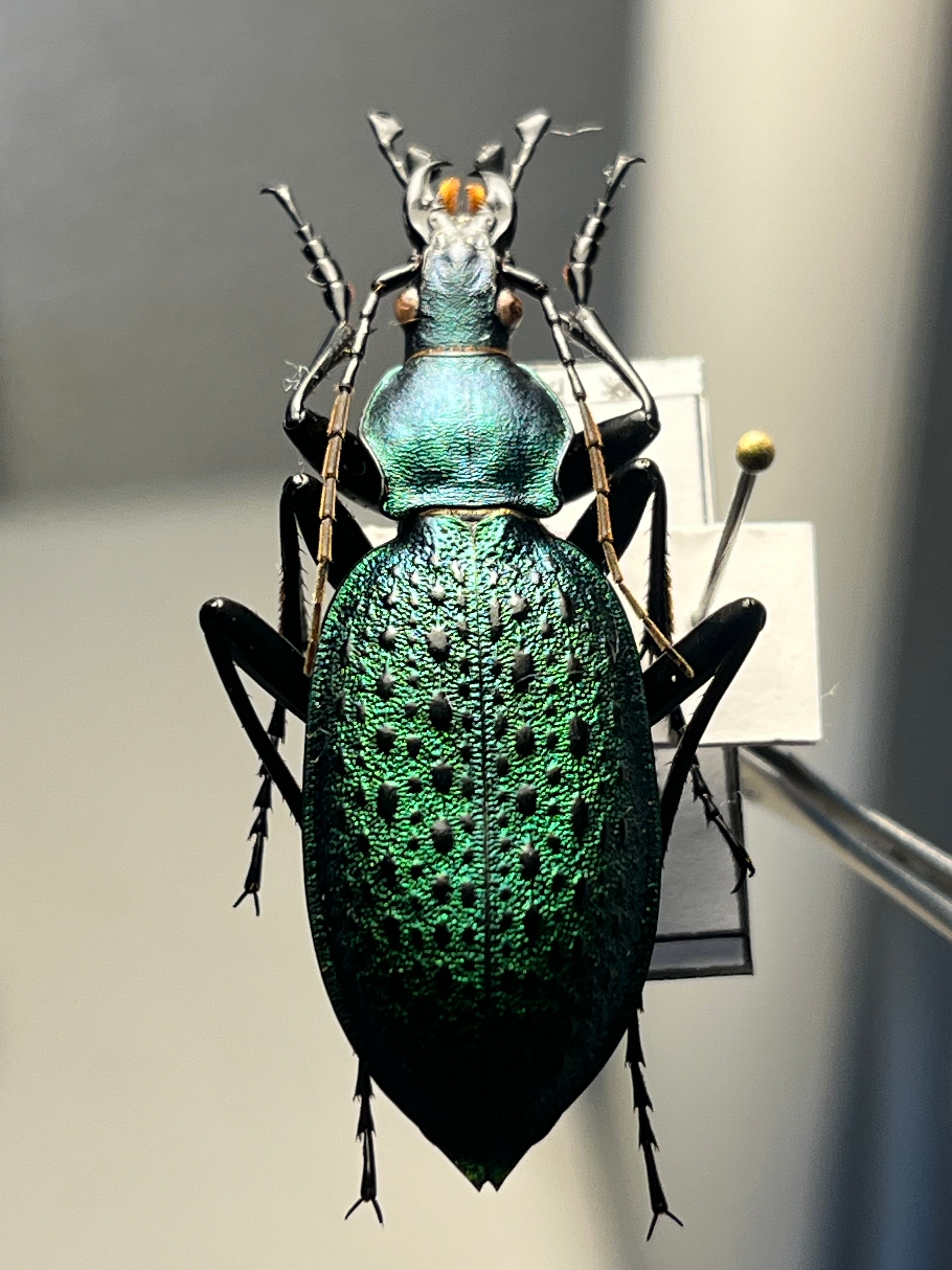 極美個体】アオカブリモドキ オサムシ標本 オサムシ マイマイカブリ