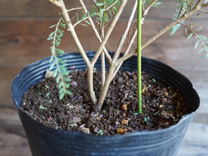 【現物】メラレウカ ”タイムハニーマータル”