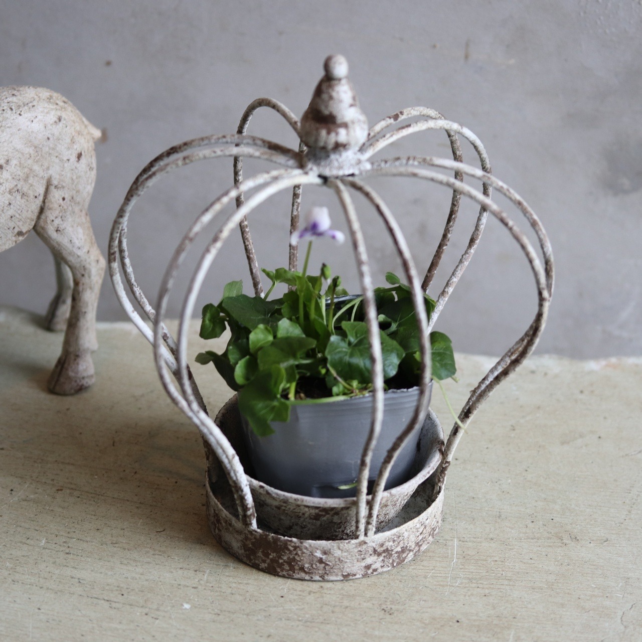 パンダスミレ　小さいお花　白Xブルー系　宿根草