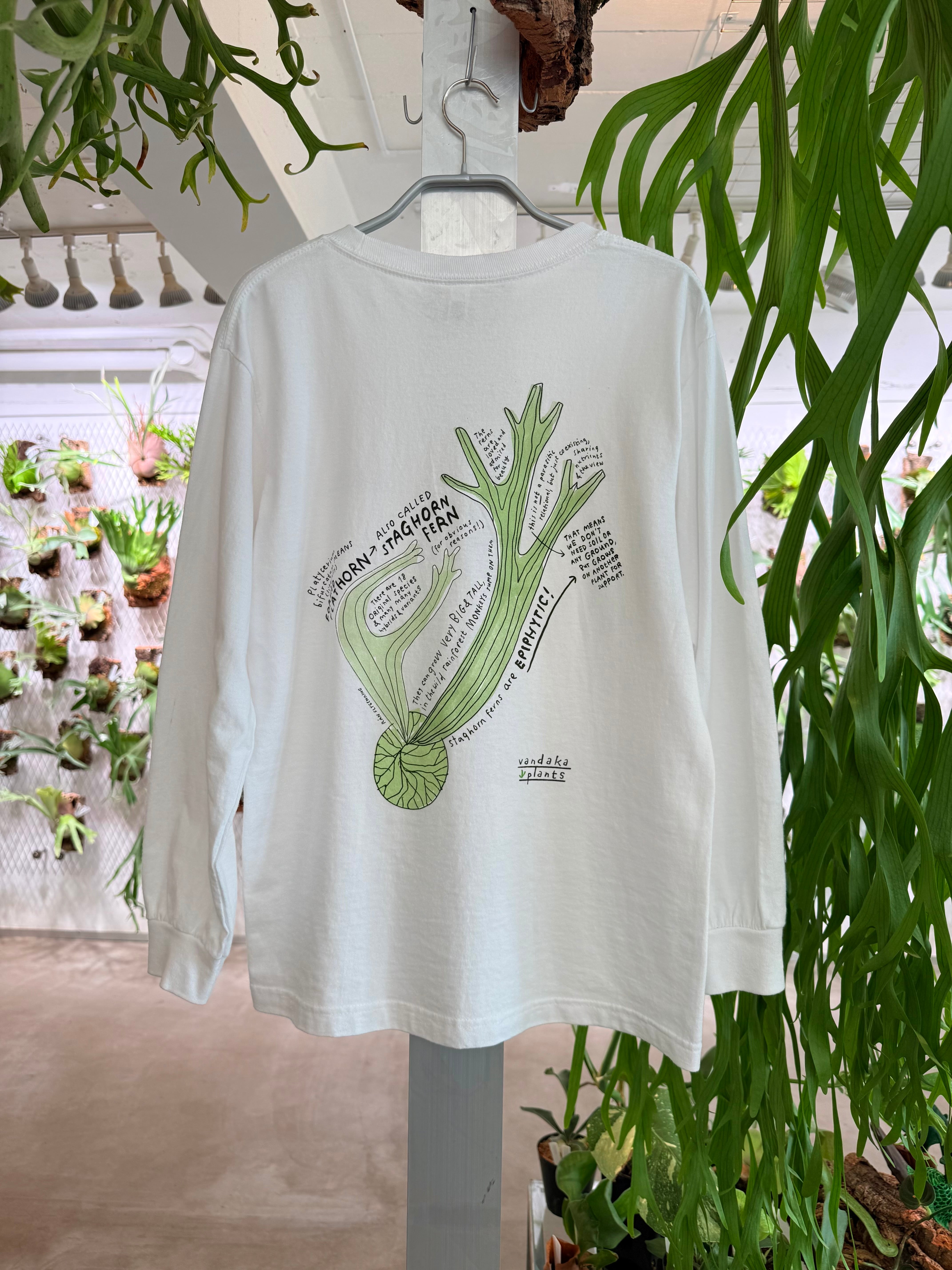 vandaka plants