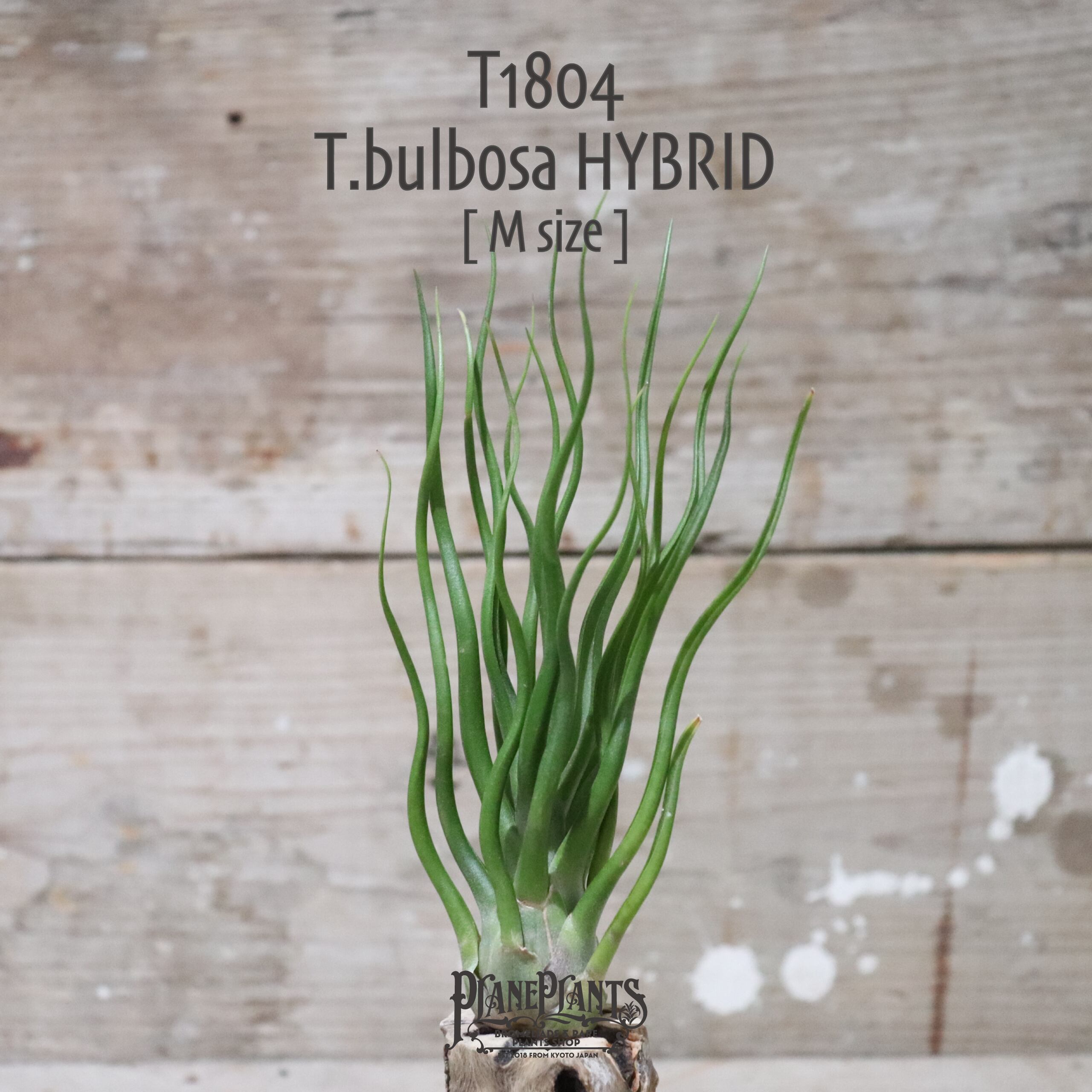 【送料無料】bulbosa HYBRID M〔エアプランツ〕現品発送T1804