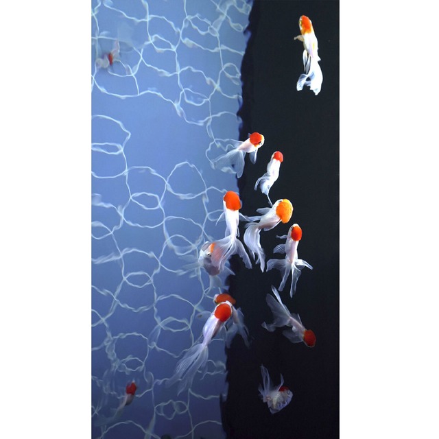 モメントビデオ「水槽をゆっくり泳ぐ金魚、丹頂」スマホ用　AI生成動画 with photo