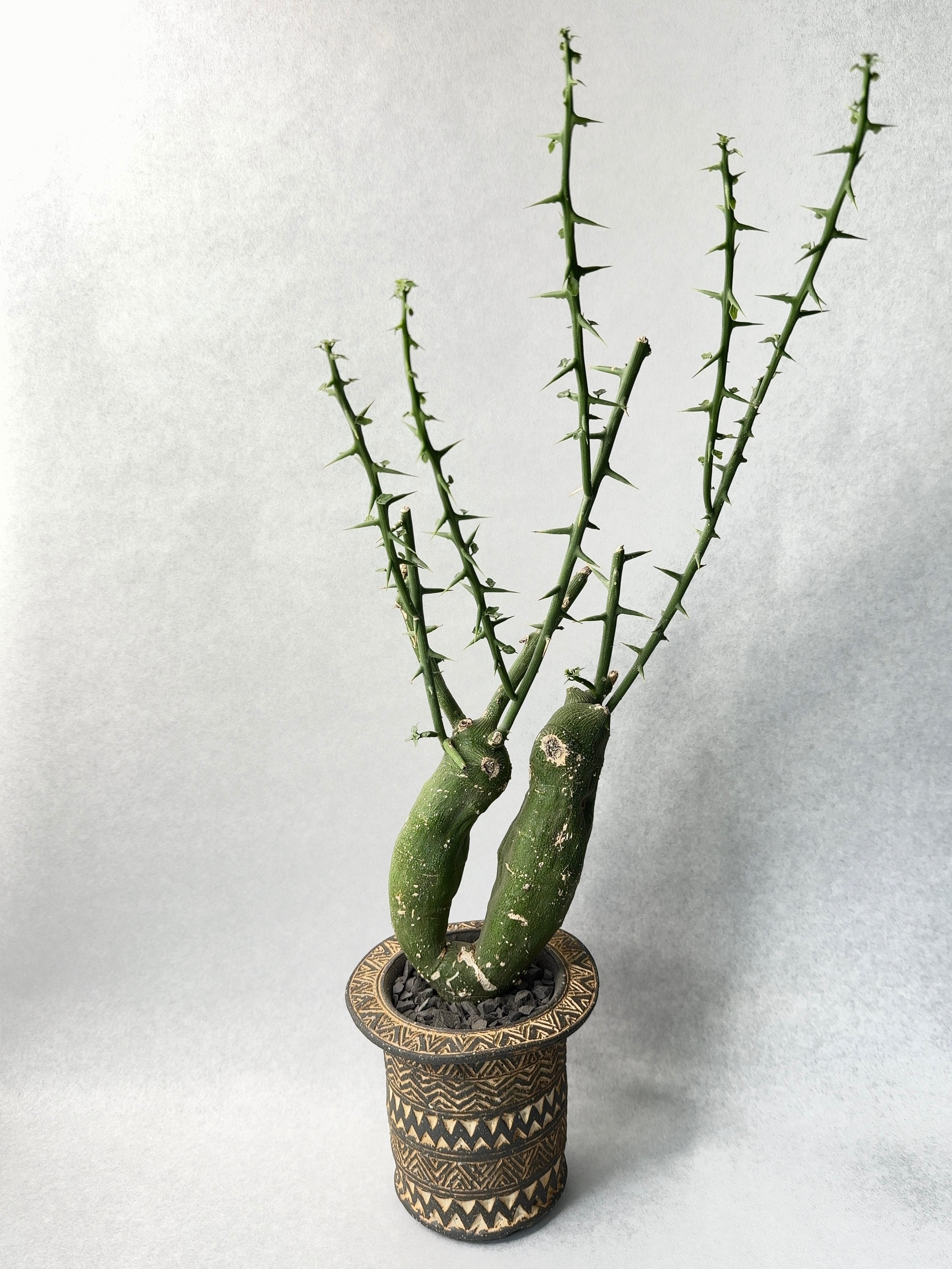 アデニア・グロボーサ(ダブルヘッド)