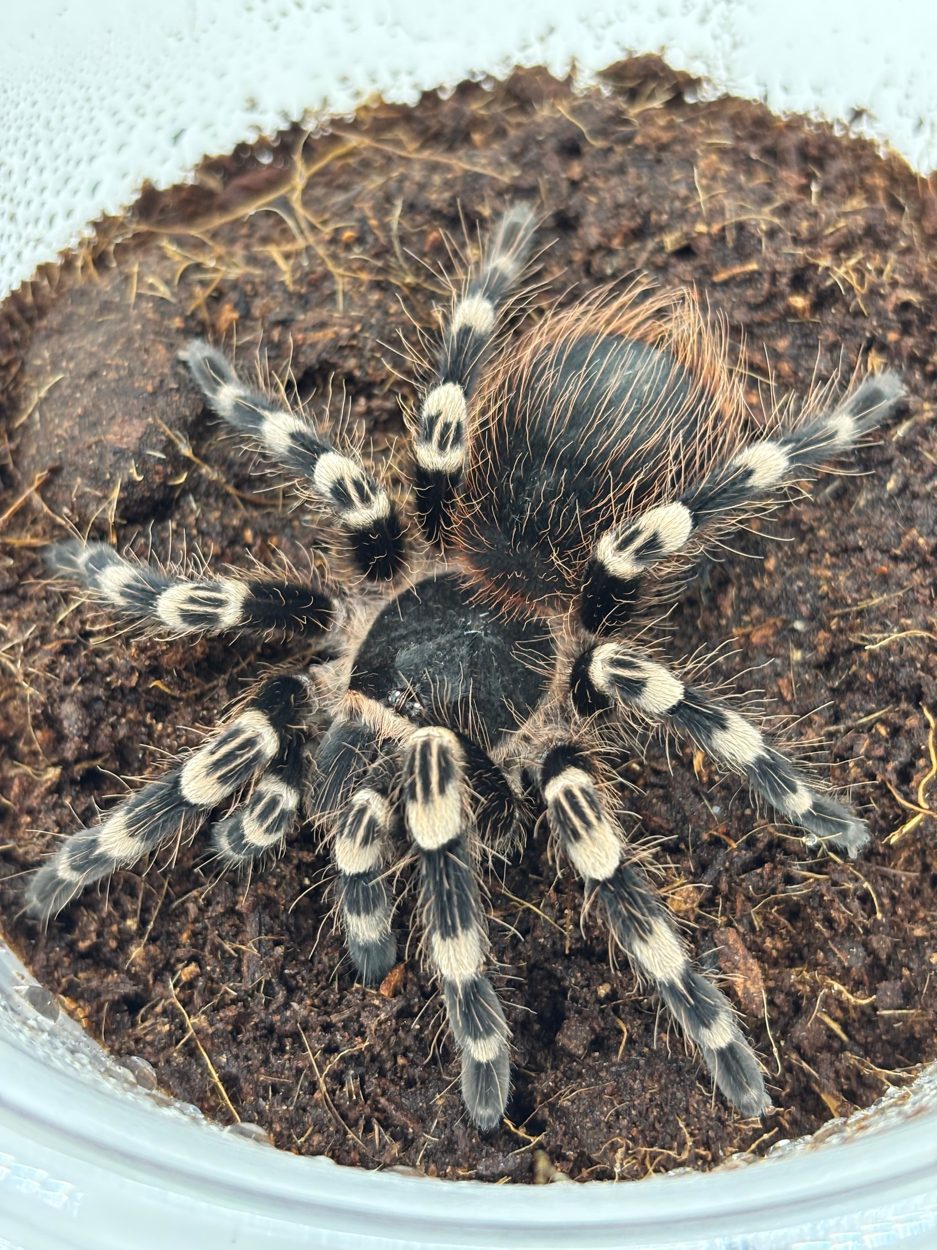 バーガンディゴライアスバードイーター Theraphosa stirmi 1匹 | まる