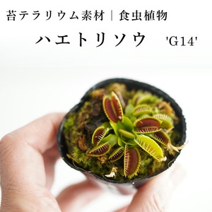 ハエトリソウ 'G14'【食虫植物】　苔テラリウム作製用素材