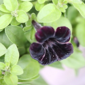 モンディマンシェ寄せ植え　ハングペチュニアテヌート｜届いてすぐ玄関に飾れる 　プレゼントにもオススメ　