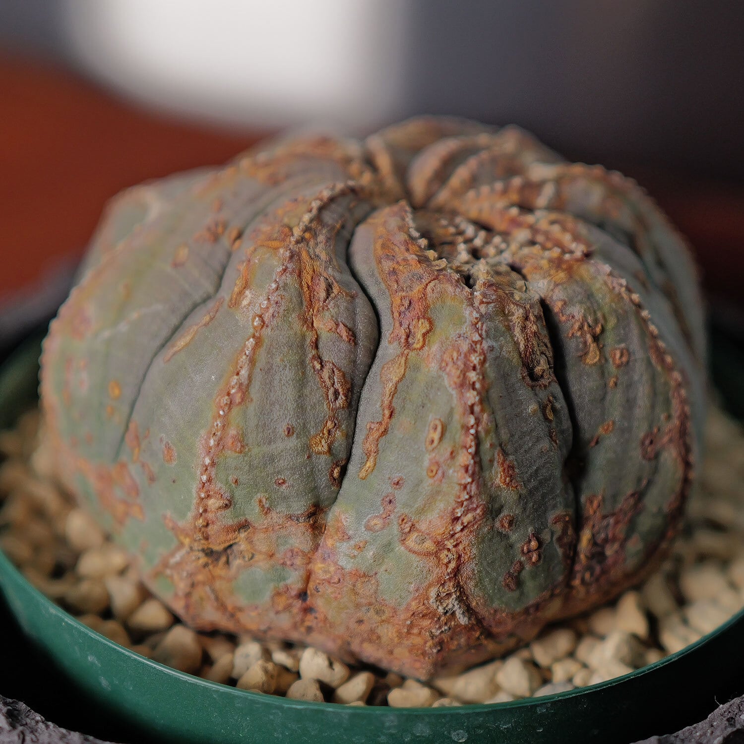 【厳選株】超大株 最大幅 約9.3cm 捻じれ ラギット 扁平 オベサ / ユーフォルビア