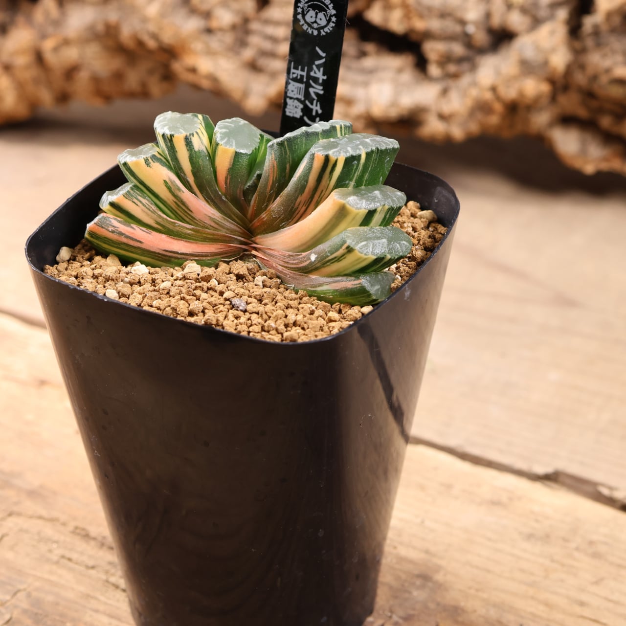 721『ハオルチア 玉扇錦』観葉植物【送料無料】 | MARX PLANTS | 観葉