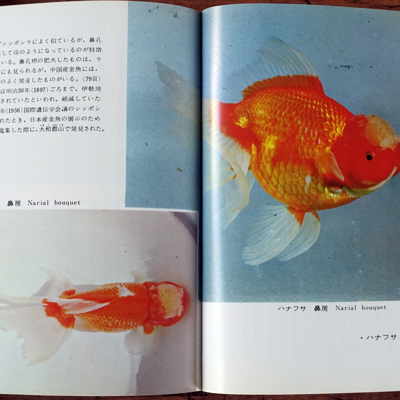 松井佳一 金魚(カラーブックス34) | タイムカプセル