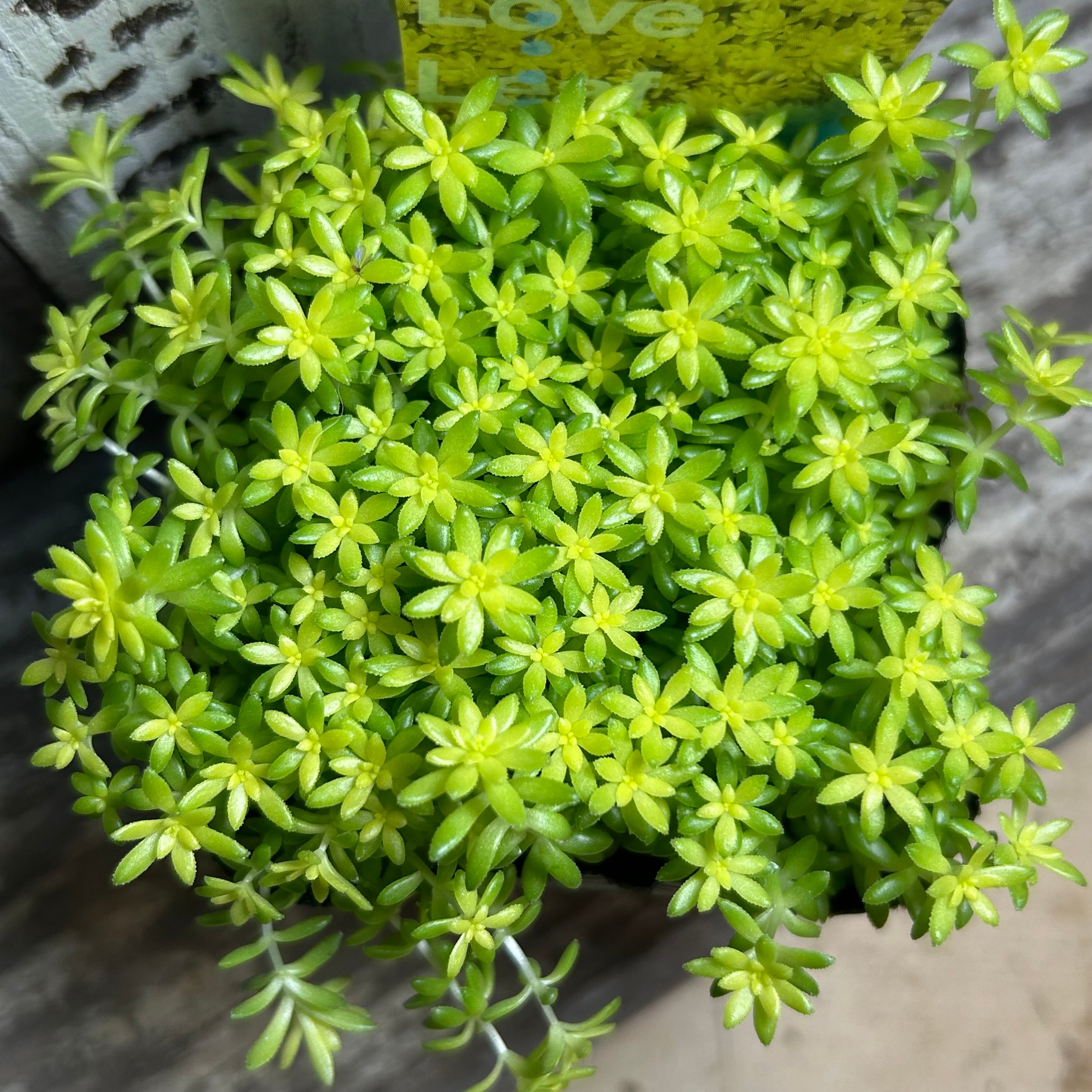 細葉黄金万年草(セダム) | RuPo 多肉植物専門店