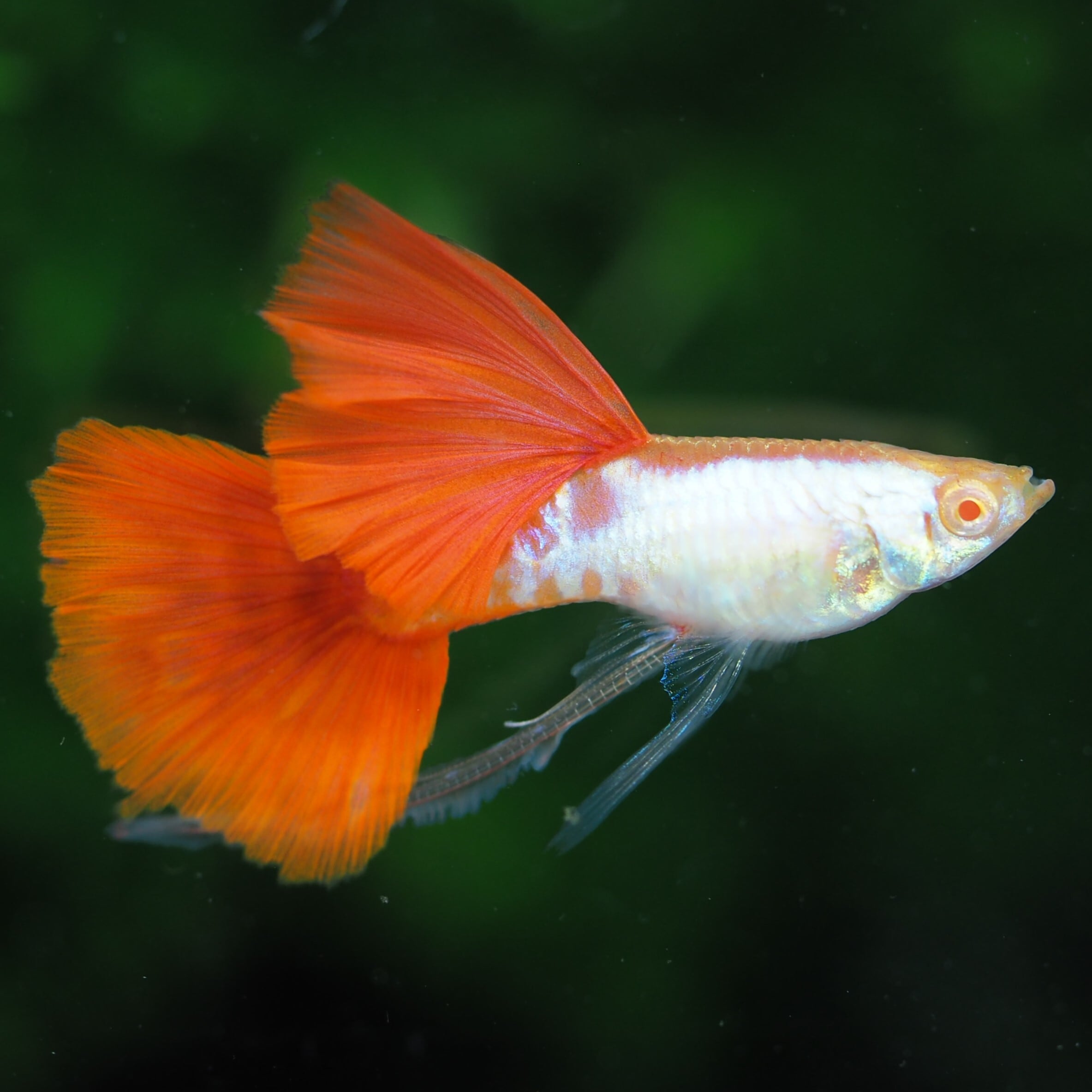 レッド ドラゴン リッボン グッピー