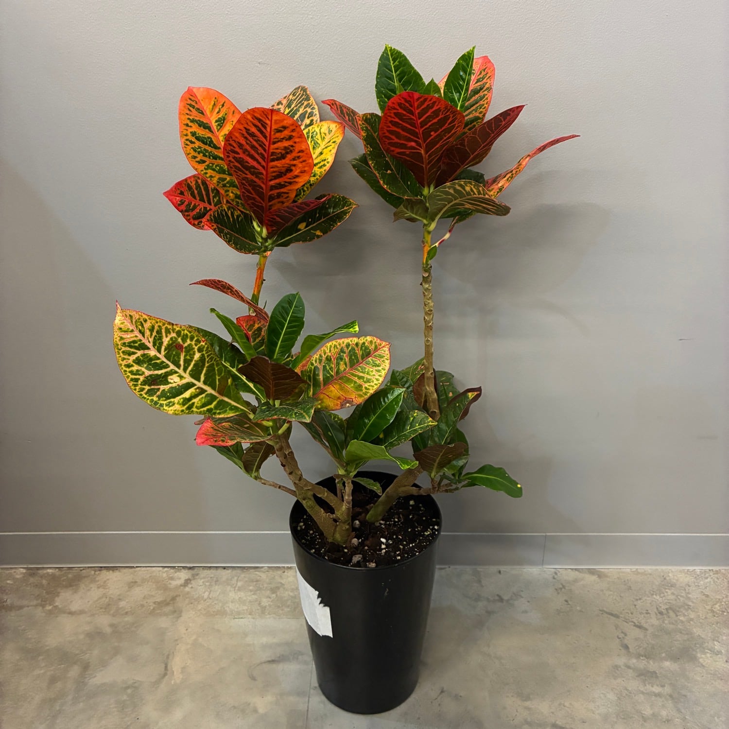 観葉植物 | PROTOLEAF プロトリーフ