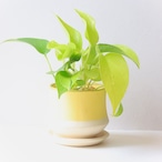 【グリーン】ポトス　ライムイエロー