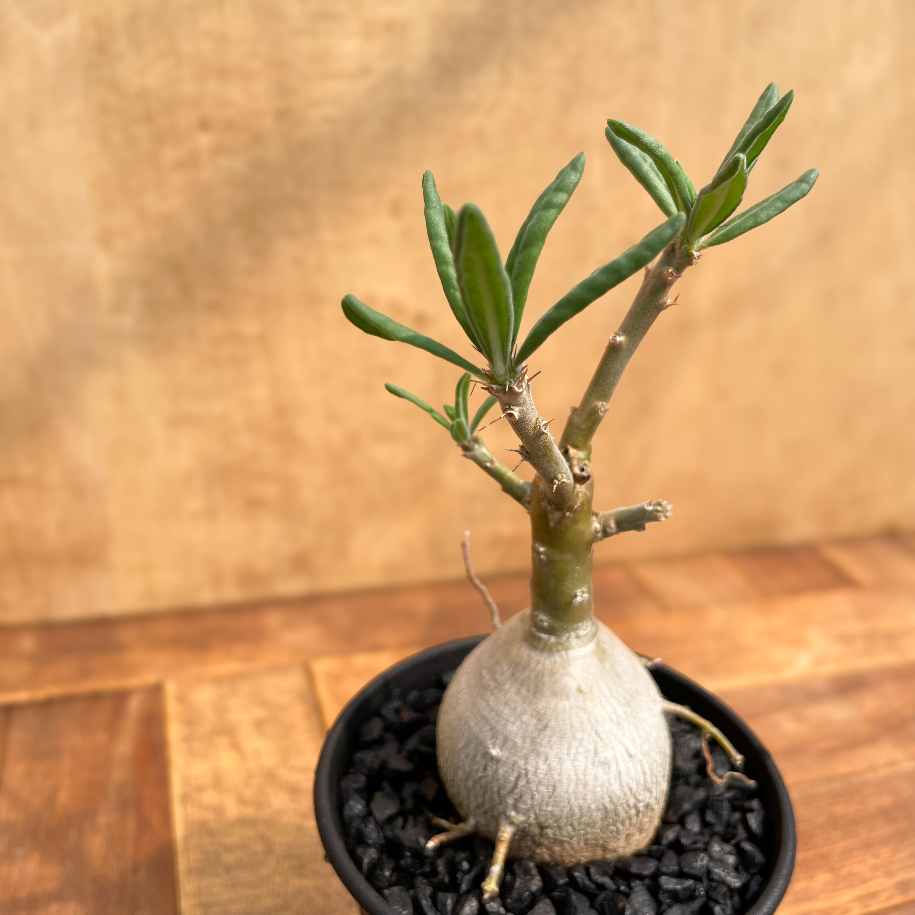 Pachypodium bispinosum【パキポディウム・ビスピノーサム・実生