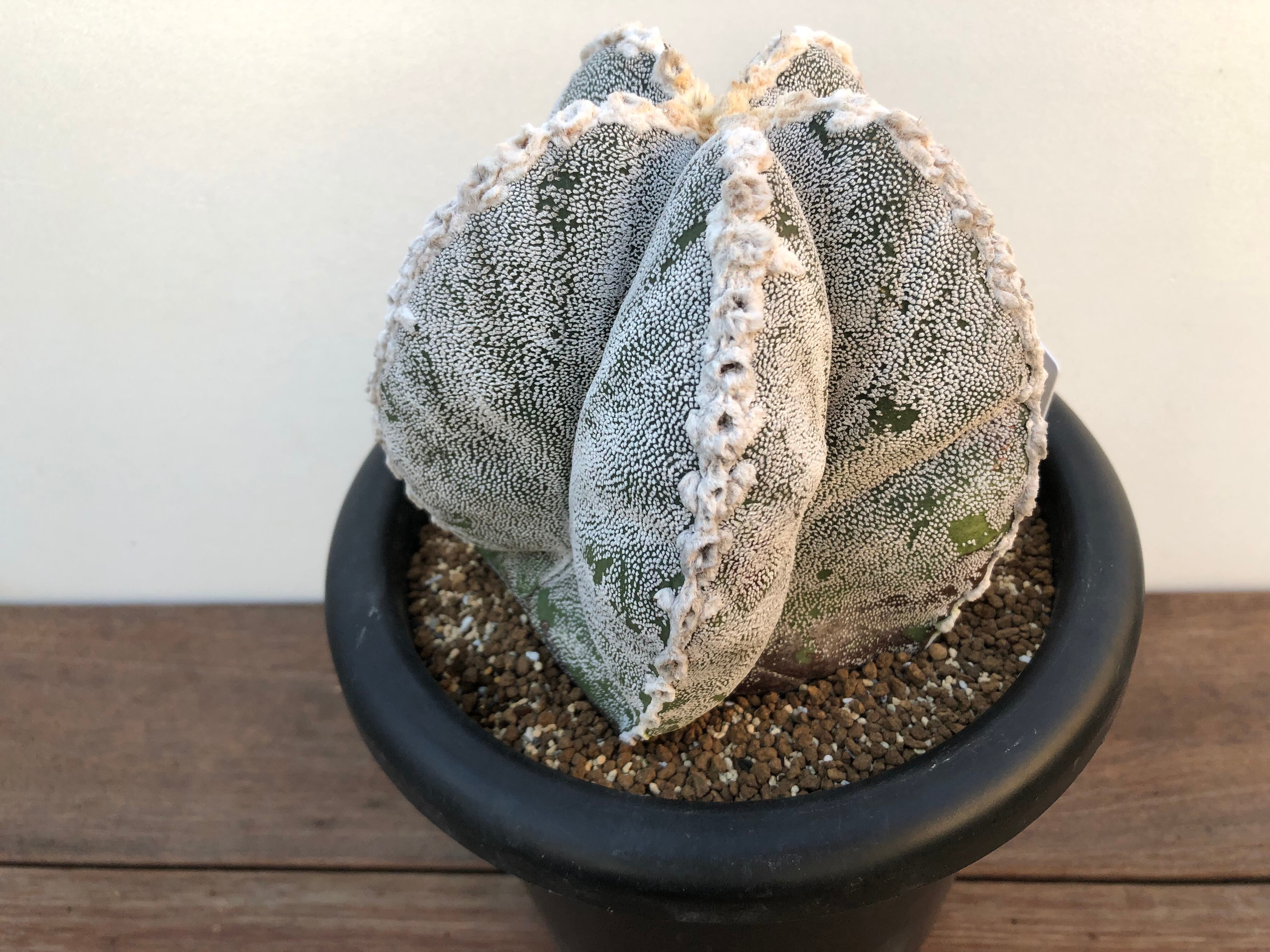 特大 古株 恩塚ランポー 特大 古株 恩塚ランポー Astrophytum アストロ