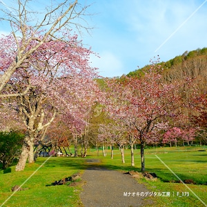 桜並木道（釧路町別保公園）　 Cherry blossom tree-lined road (Kushiro Town Beppo Park)