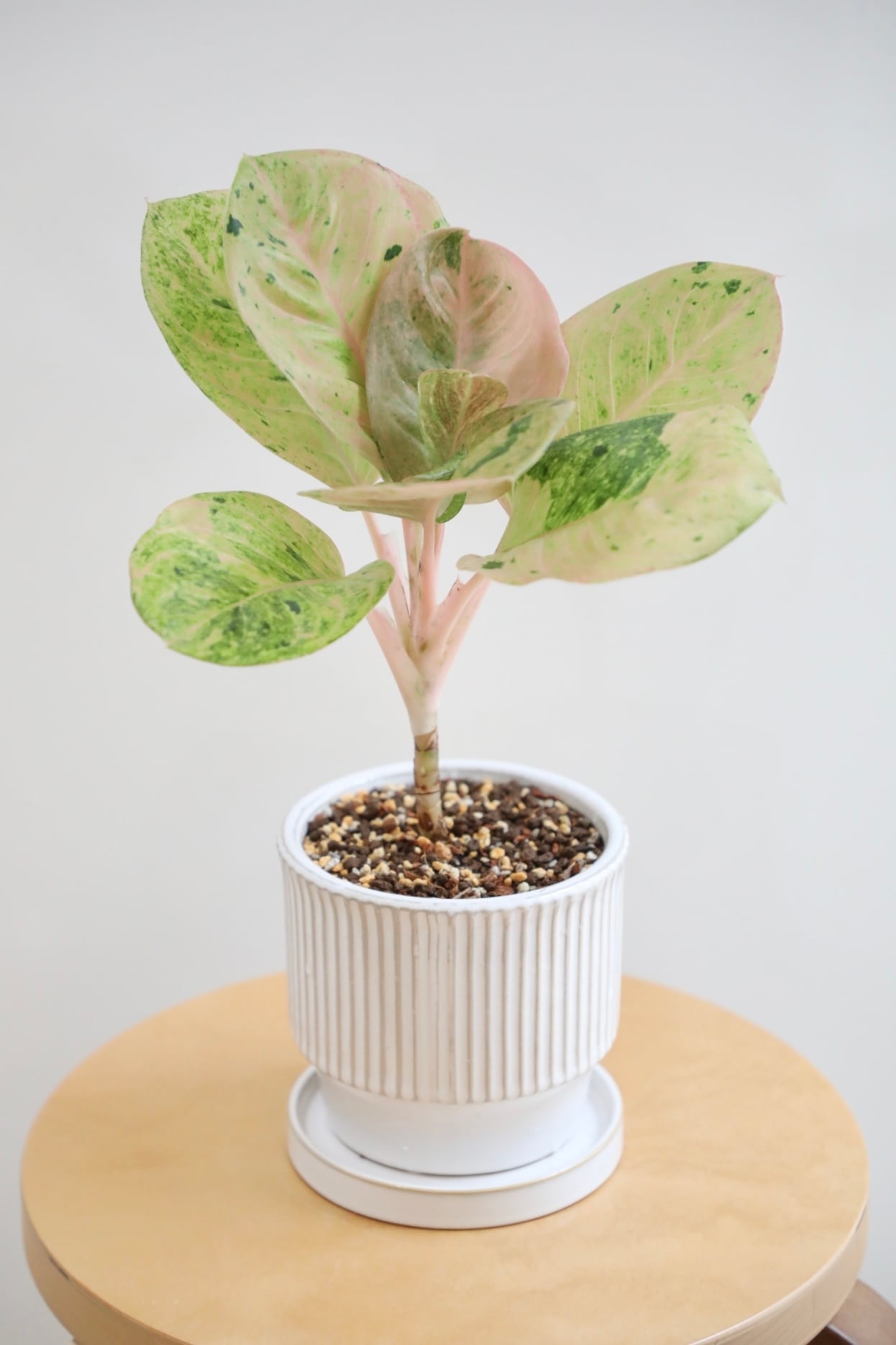 M】アグラオネマ ピンクイメリタスローズ/Aglaonema | 【厳選植物・器