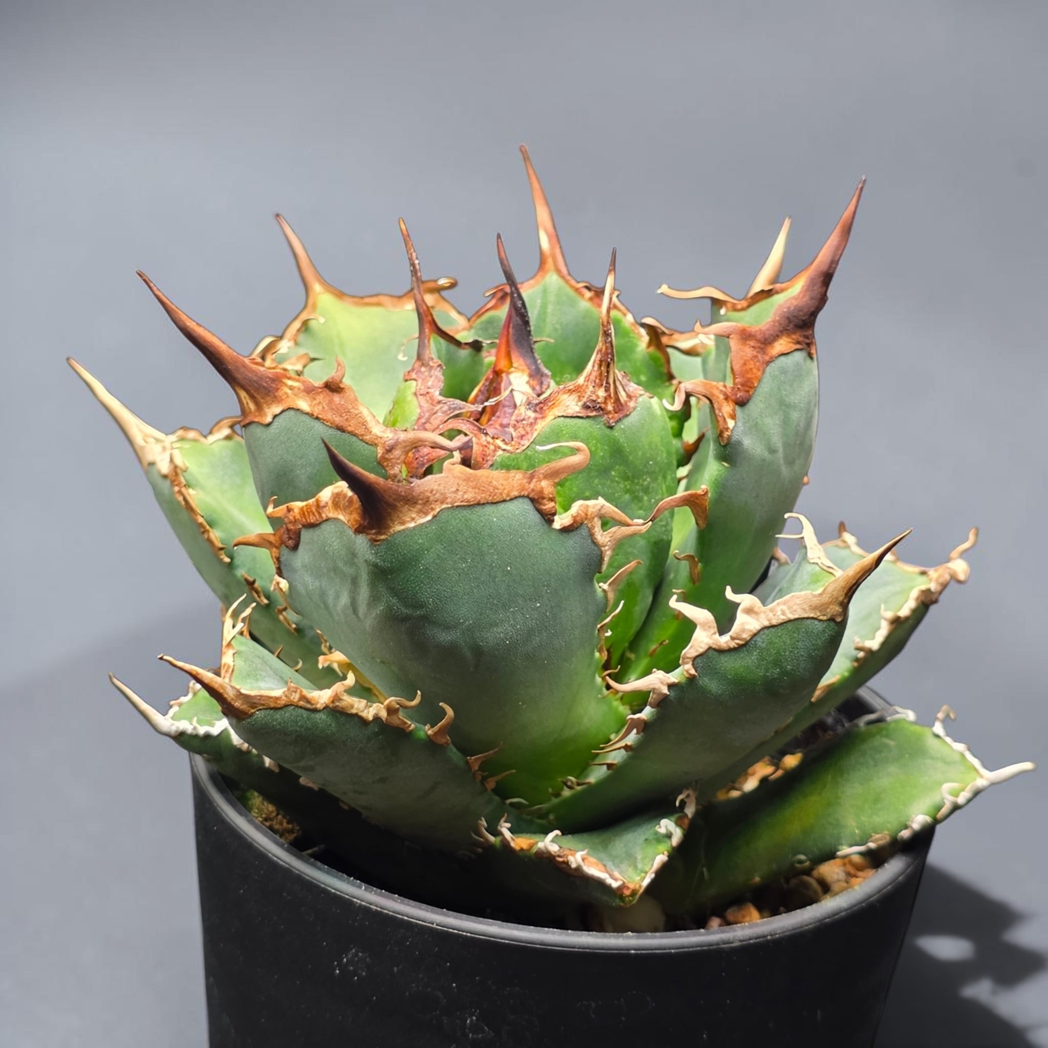 アガベ チタノタ 阿修羅 (Agave titanota 'Asura') | BRIDGE GARDEN