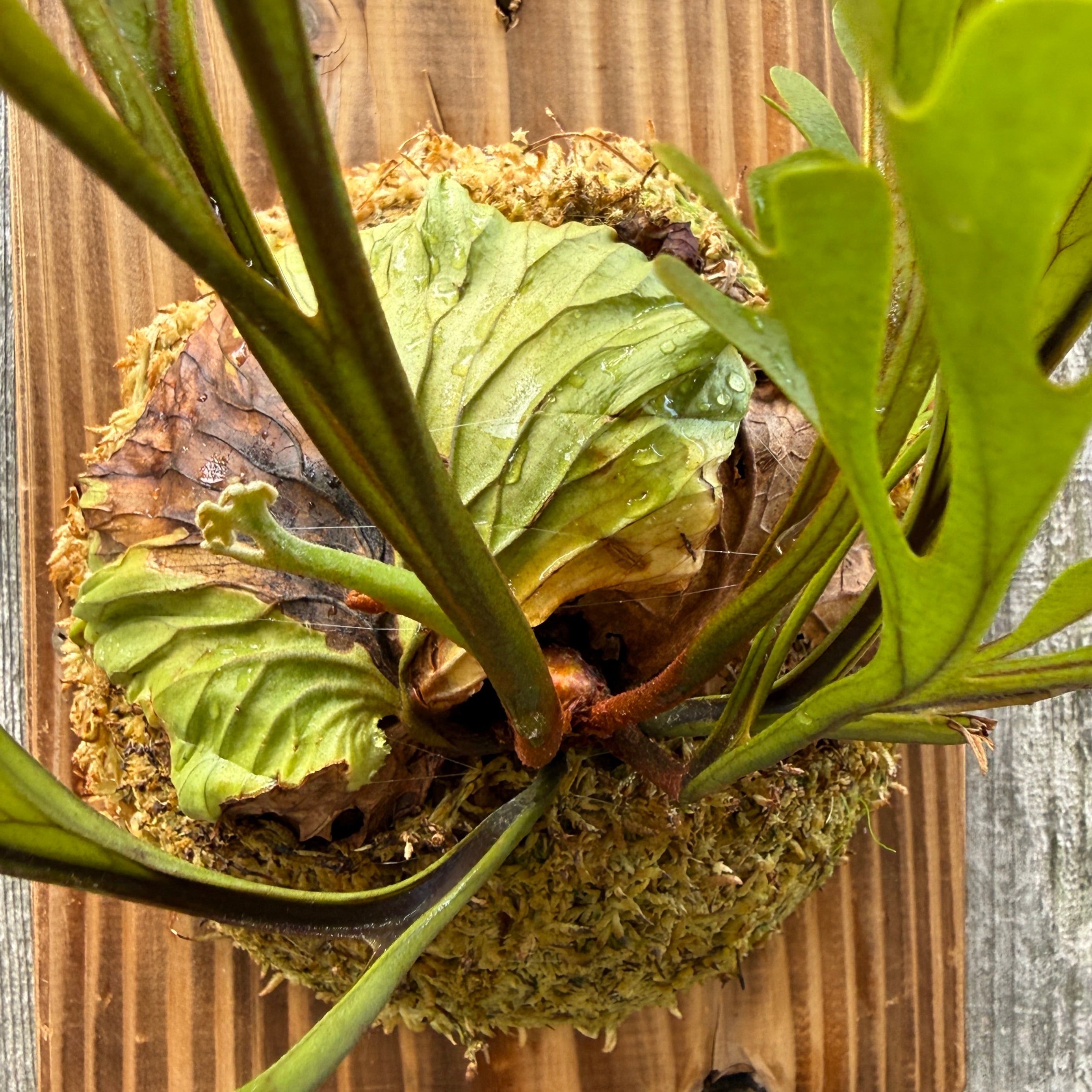P.ridleyi wild | naturefix
