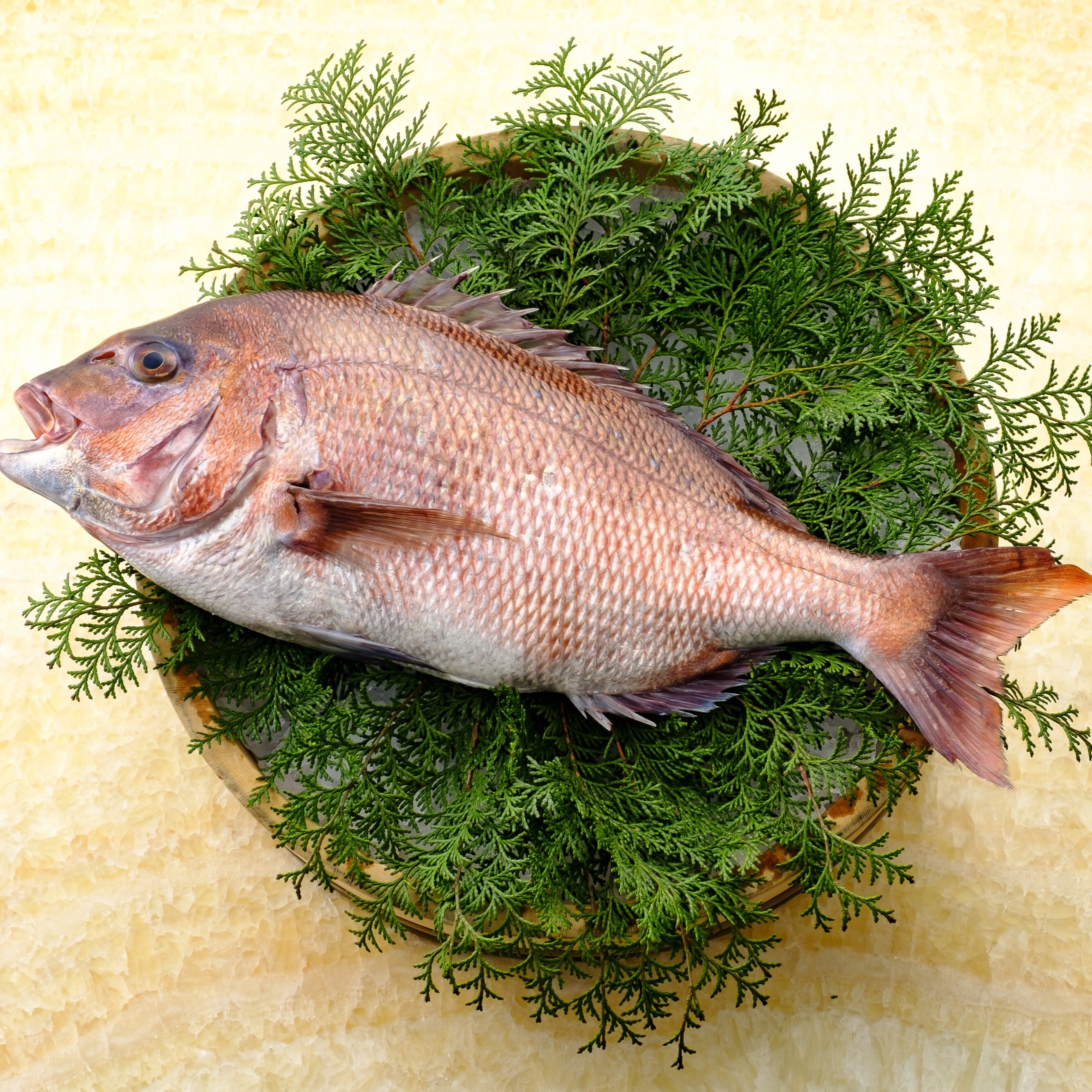 みやび鯛【まるごと1尾セット】 | 坂田水産オフィシャル みやび