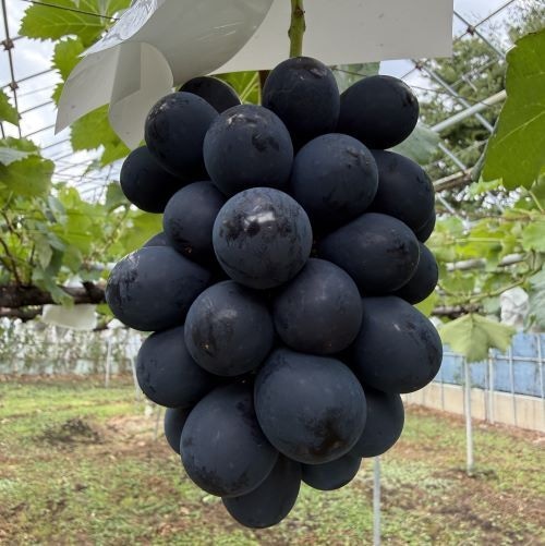 長野県で生まれた【 ナガノパープル 】2kg超　大粒で種がない！ ＜2026年収穫＞