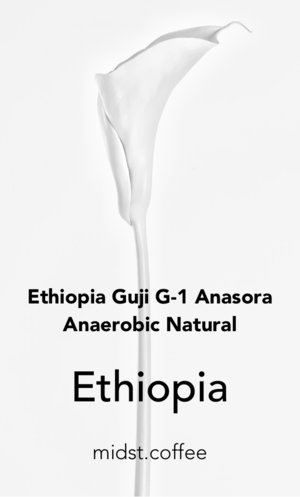 【完売】エチオピア グジG-1 アナソラ アナエロビックナチュラル　浅煎り　100g