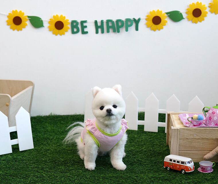 【SALE】sunny frill top S ~ XL 2color / 犬服 春夏 新作 袖なし トップス 可愛い ドッグウェア わんこ服 Tシャツ