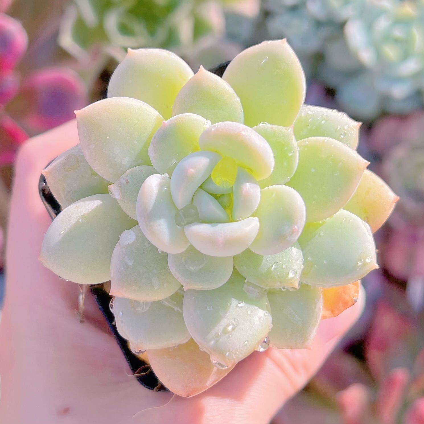 現物　多肉植物　ピーチバター#879  るる農園