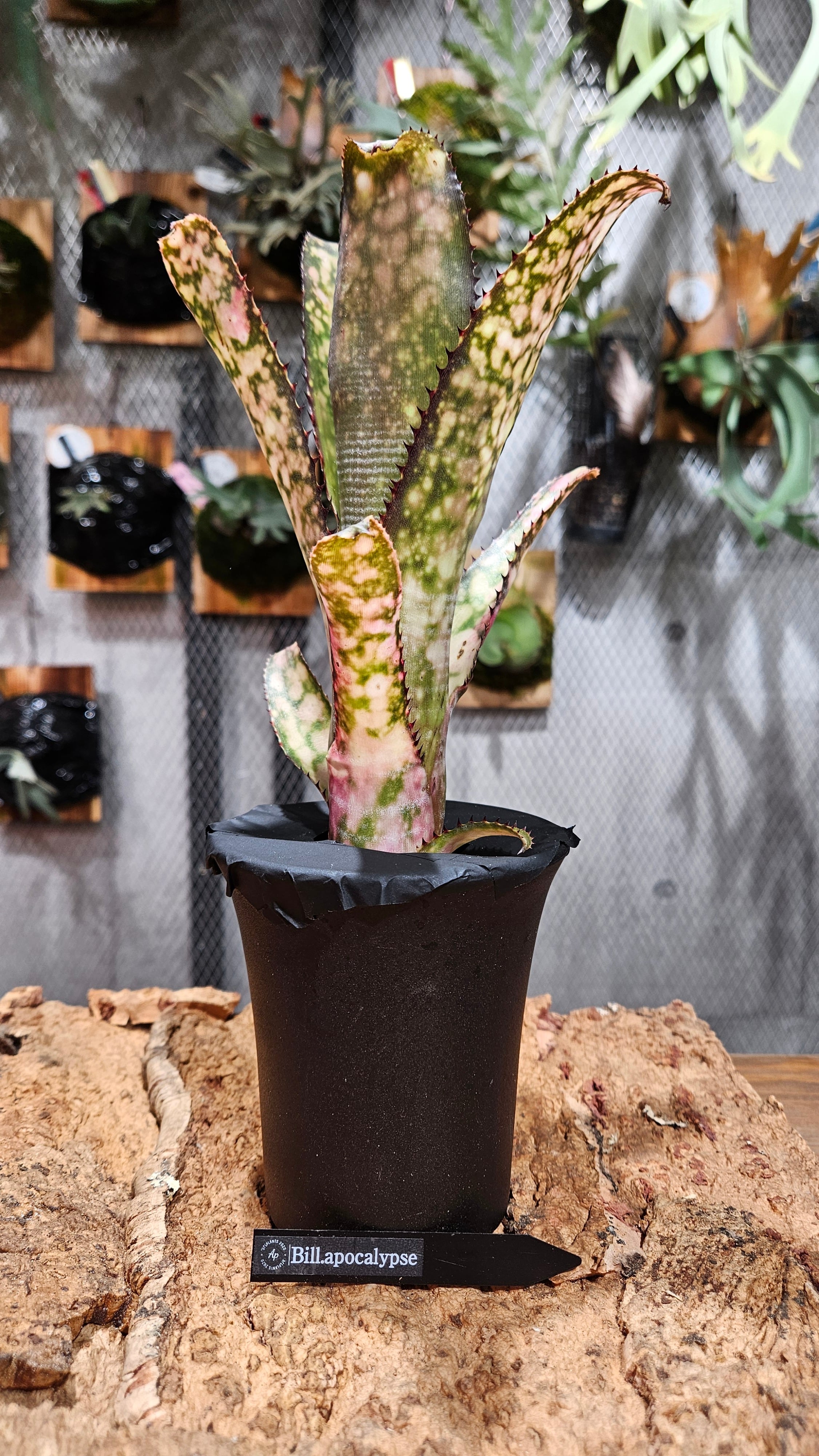 Billbergia. Apocalypse【artPLANTs/PLANTS GARAGE 】タンクブロメリア