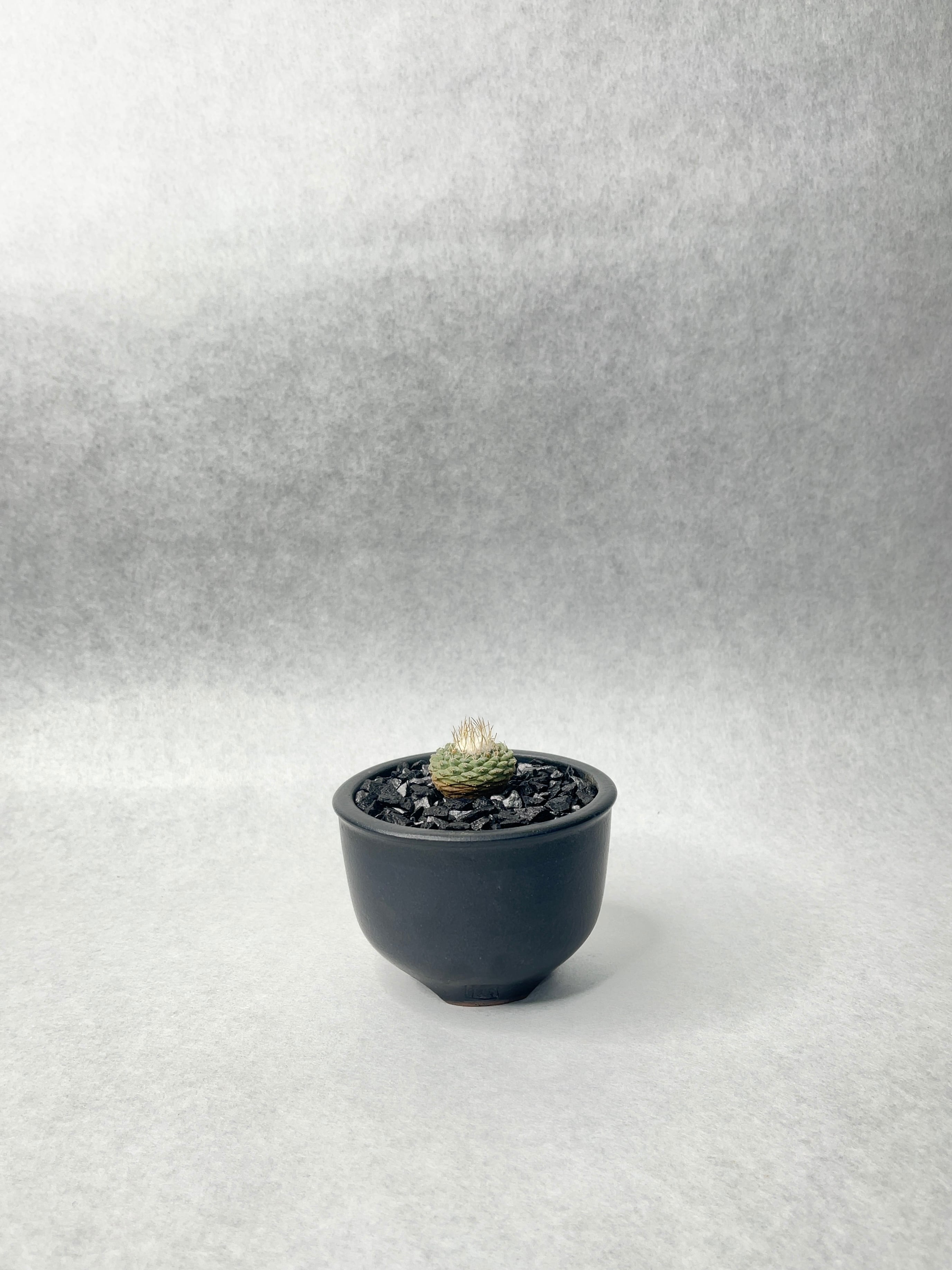 ストロンボカクタス・菊水 | trigger