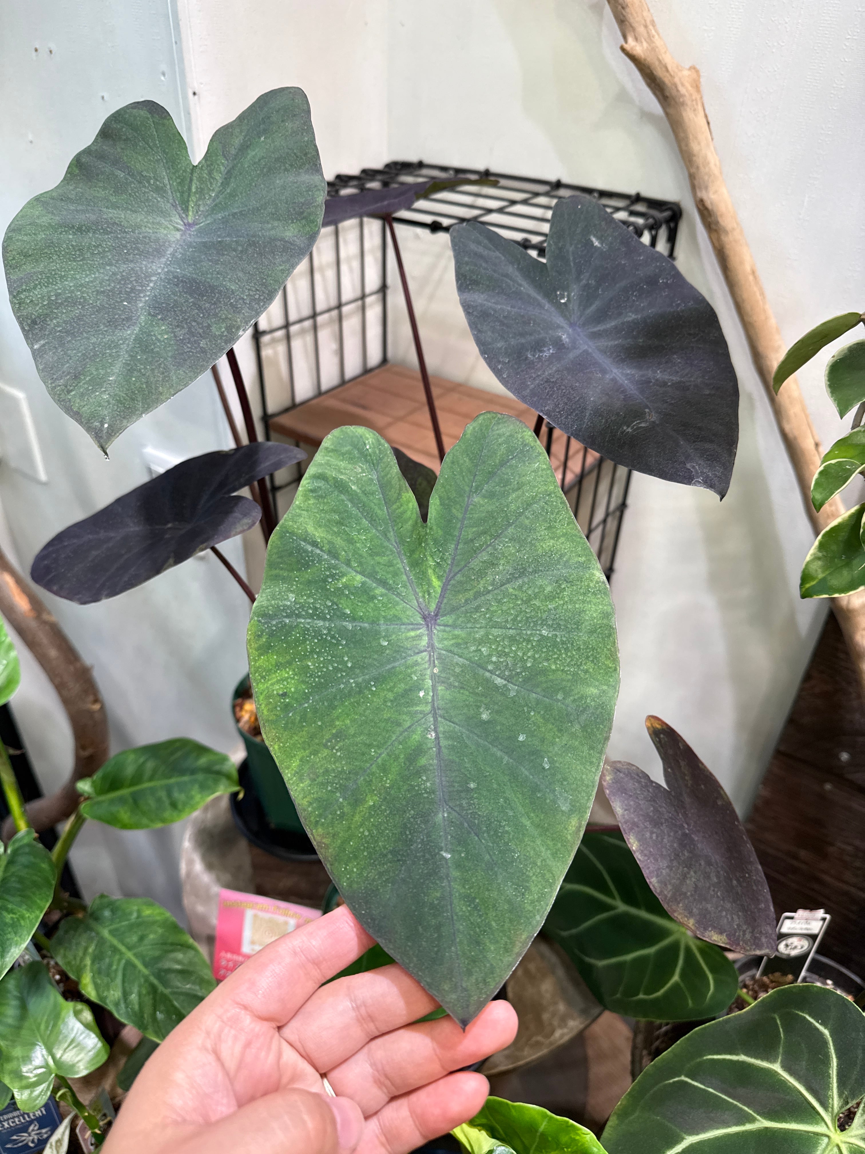 アグラオネマ タイスノーフレークス | Gardenえん 【観葉熱帯植物】