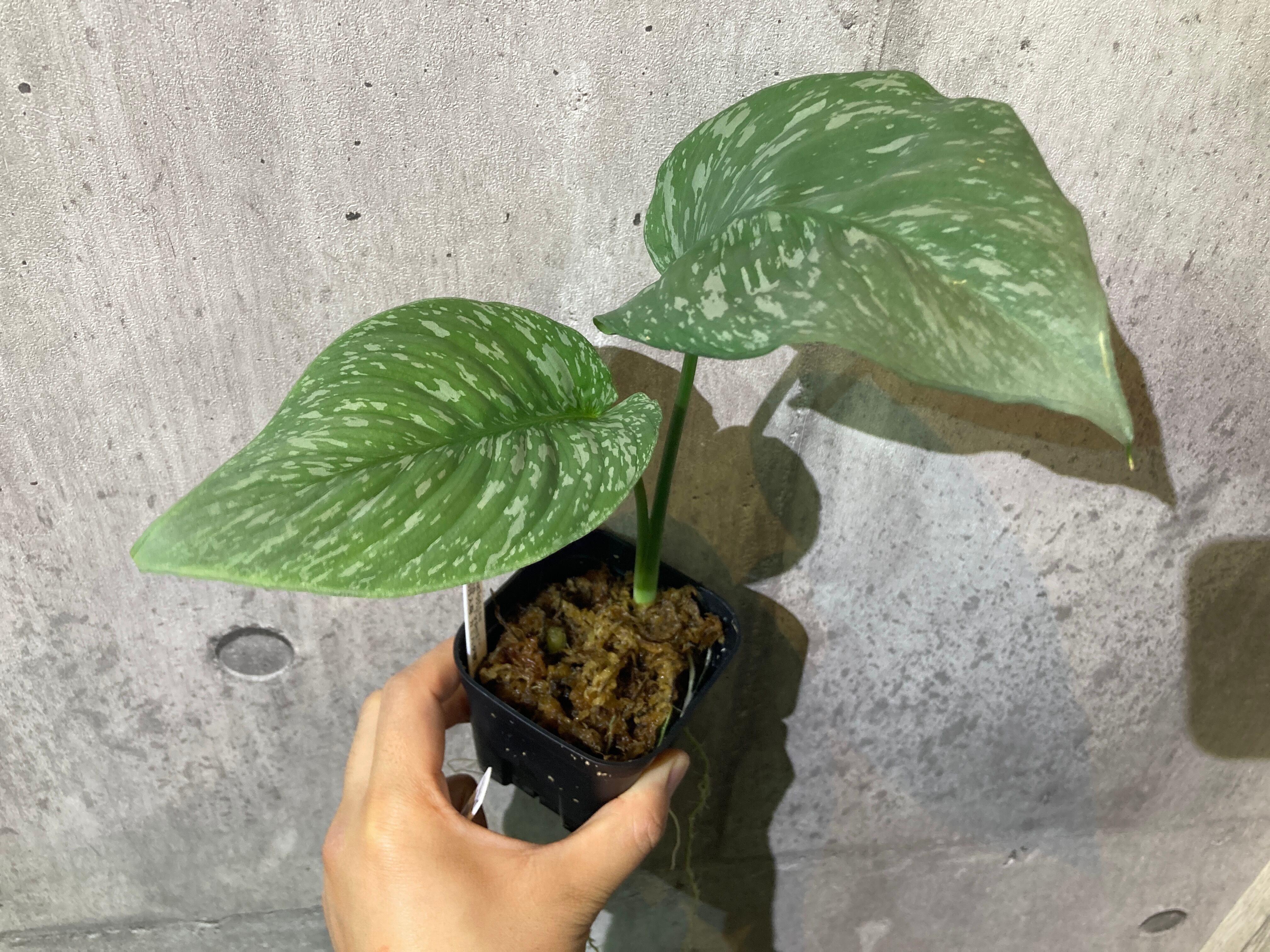 Bucephalandra sp. Sungai Ayak【LA】2012年9月19日 LAベース購入品