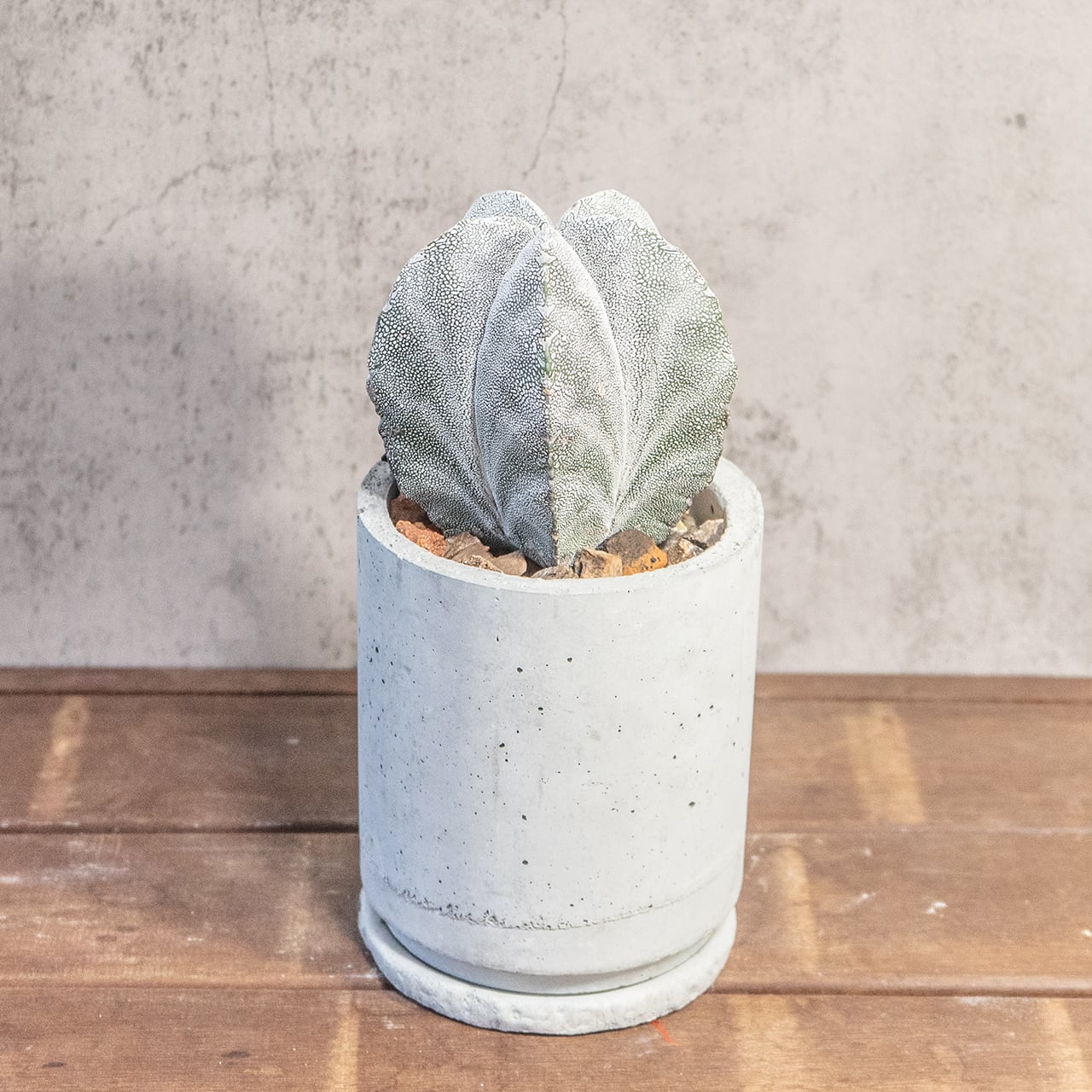 恩塚ランポー玉|年月を重ね膨らんだ存在感、細かな白斑が映える一点物【手づくりモルタル鉢】