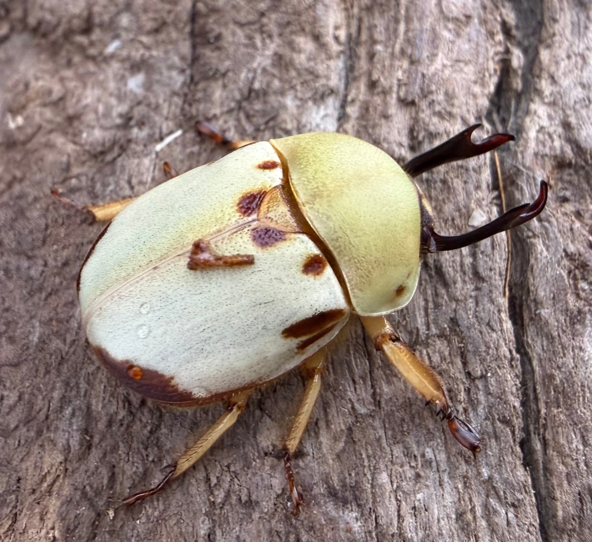 カツラクワガタコガネ 20.5mm ペア》 | KPW公式オンラインショップ