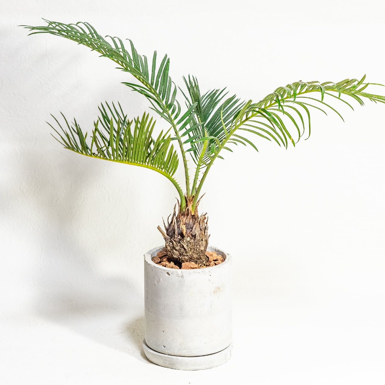 【硬質でツヤのある緑葉と丸い幹】独特のシルエットが目を引くソテツ。どんな部屋にも馴染む無骨な手づくりモルタル鉢でお届けします/虫発生抑制/全国一律送料850円