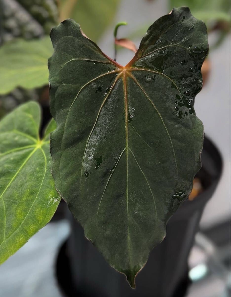anthuroom