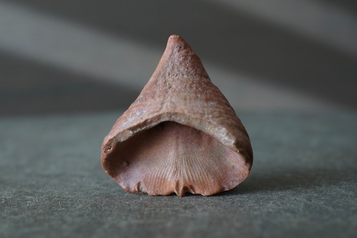 モロッコ産四放サンゴ化石 Calceola sandalina 1528