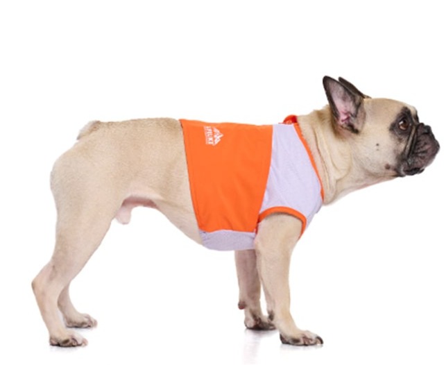 犬服　わんこ服　ペット服　ICEビタミンカラーベスト　保冷剤付き [サイズ: 1号〜]