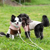 38DOG RAINCORT / KAHKI
