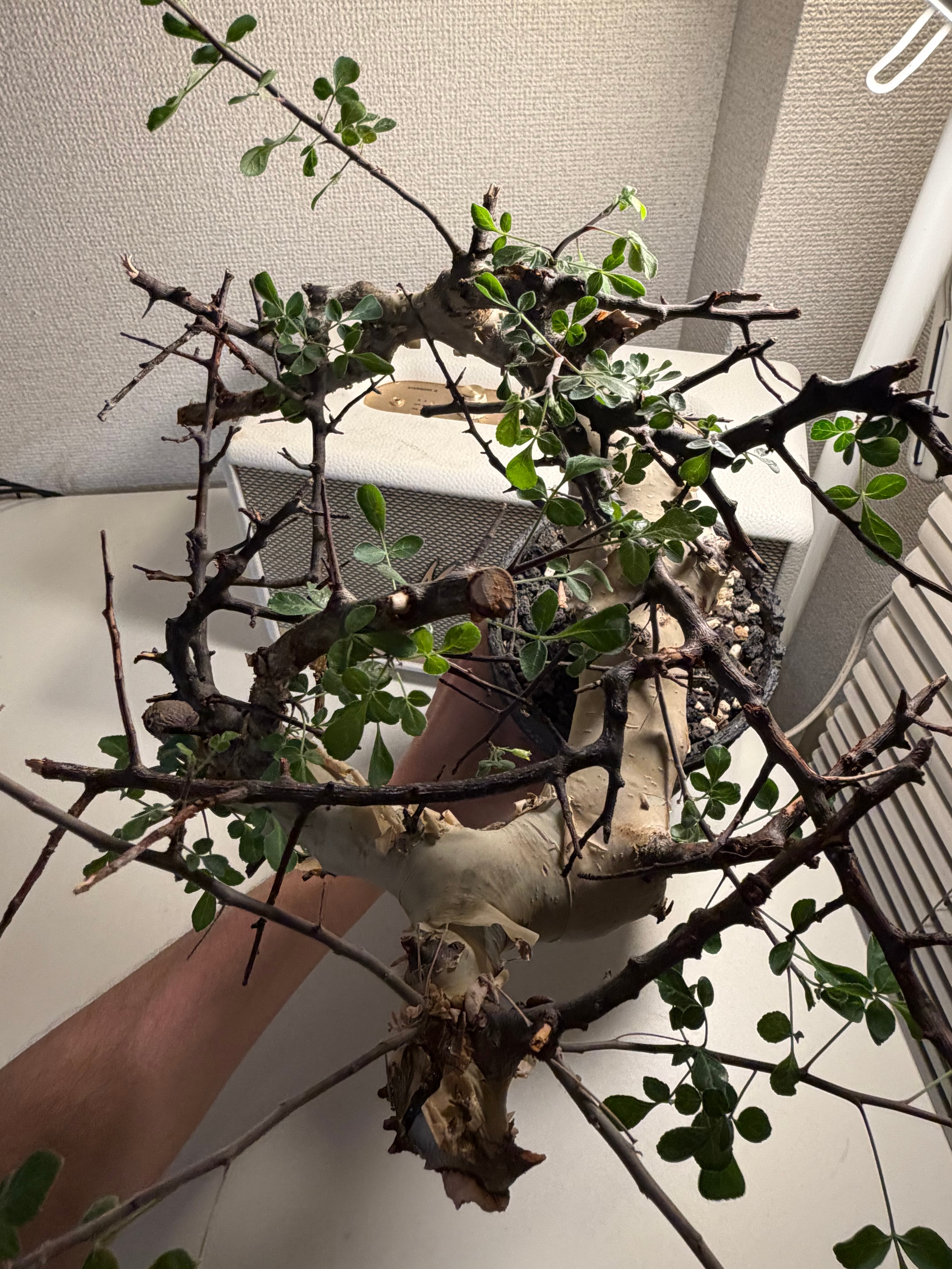 コミフォラ カタフ ピュアソマリア Commiphora アデニア アクレアータ