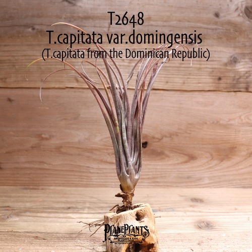 【送料無料】capitata var. domingensis〔エアプランツ〕現品発送T2648