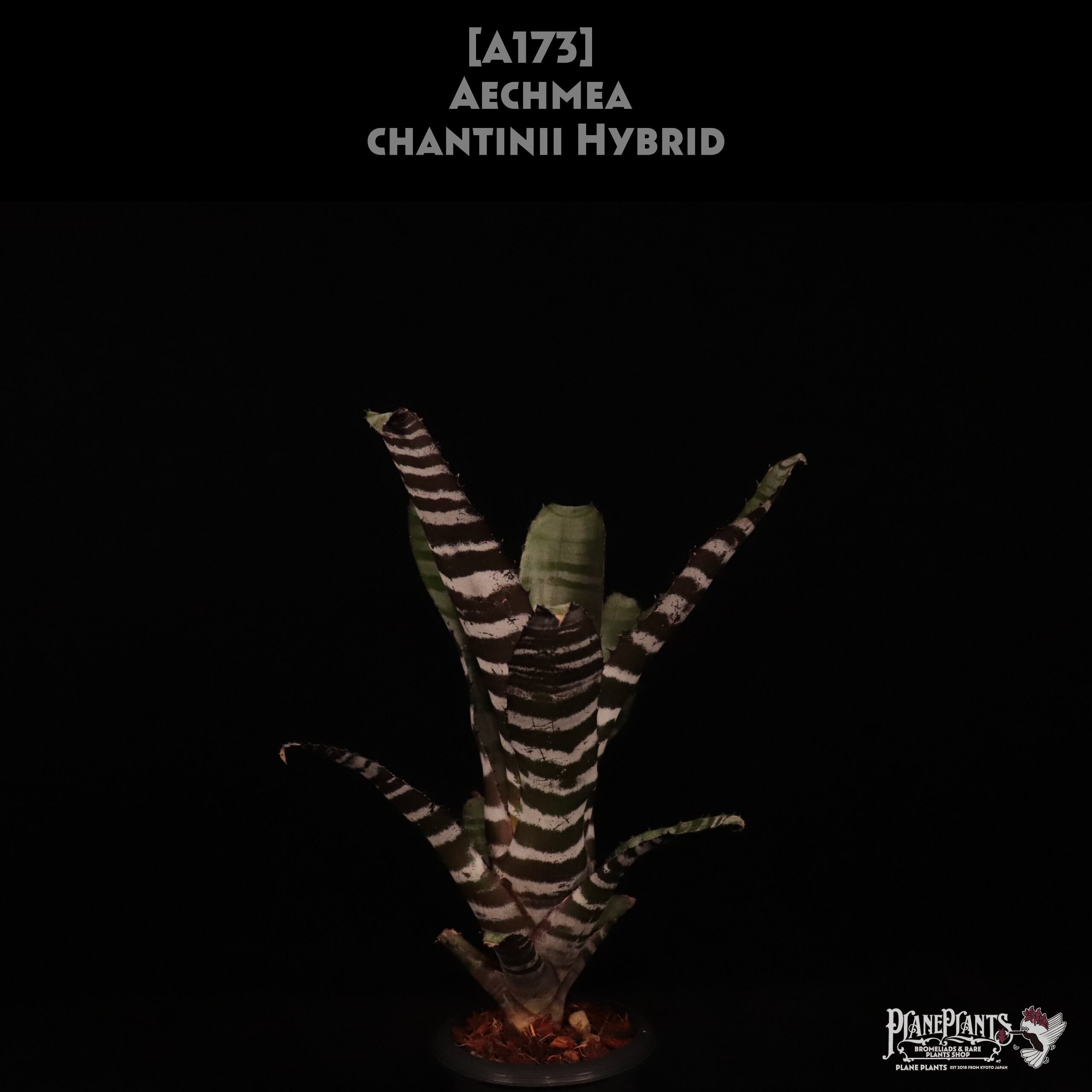 【送料無料】Aechmea chantinii Hybrid〔エクメア〕現品発送A173