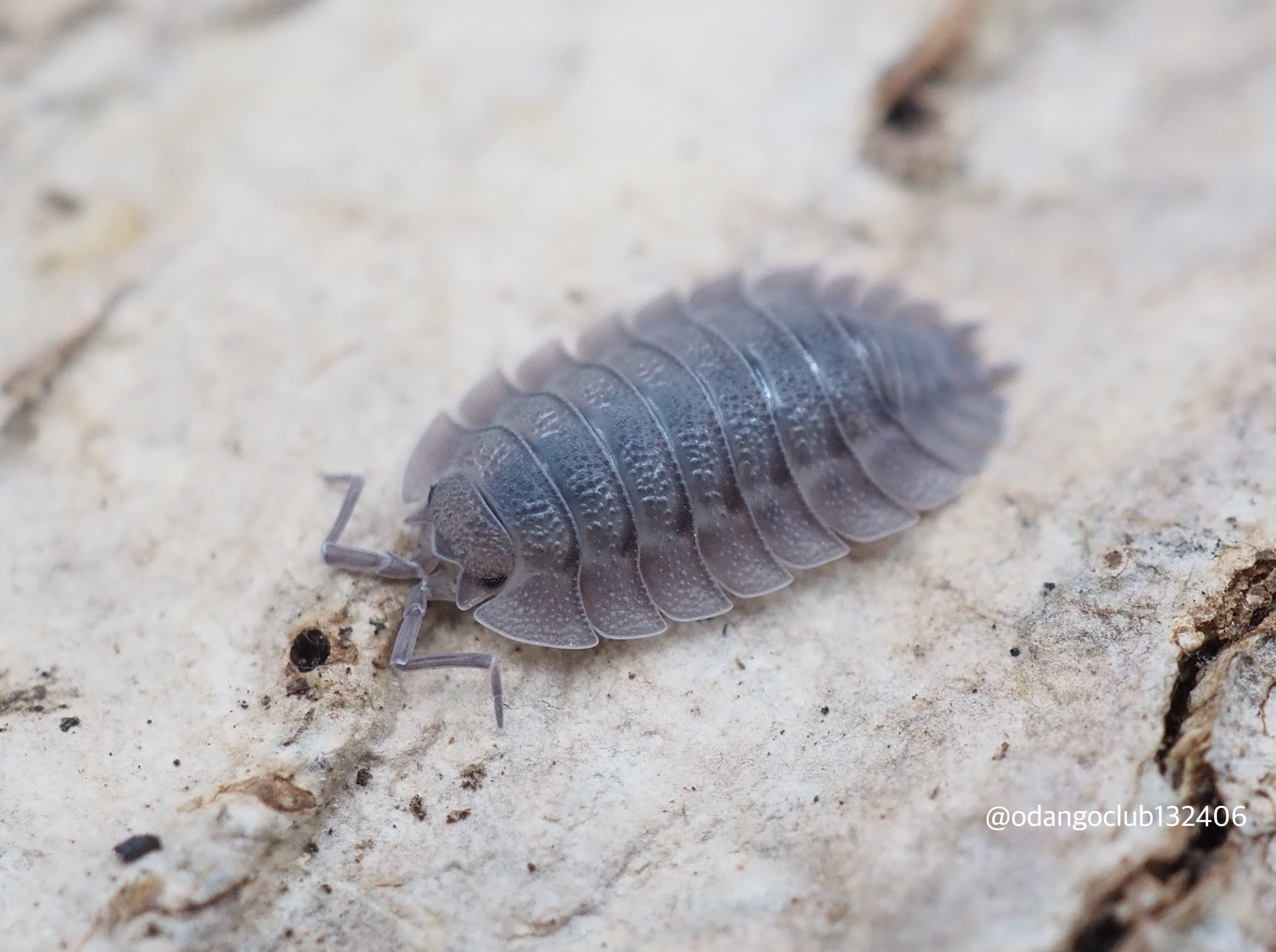 ダンゴムシ Amazon | だんごむし04 だんごむしとまんまるこがね [全4種