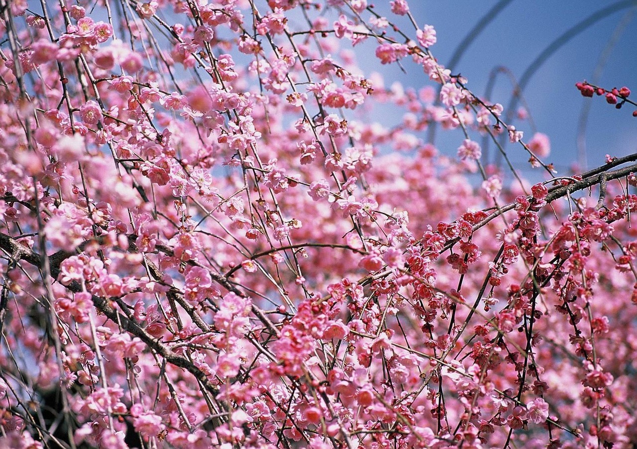 Claro Walnut クラロウォルナット CONTAX 137 MD Quartz