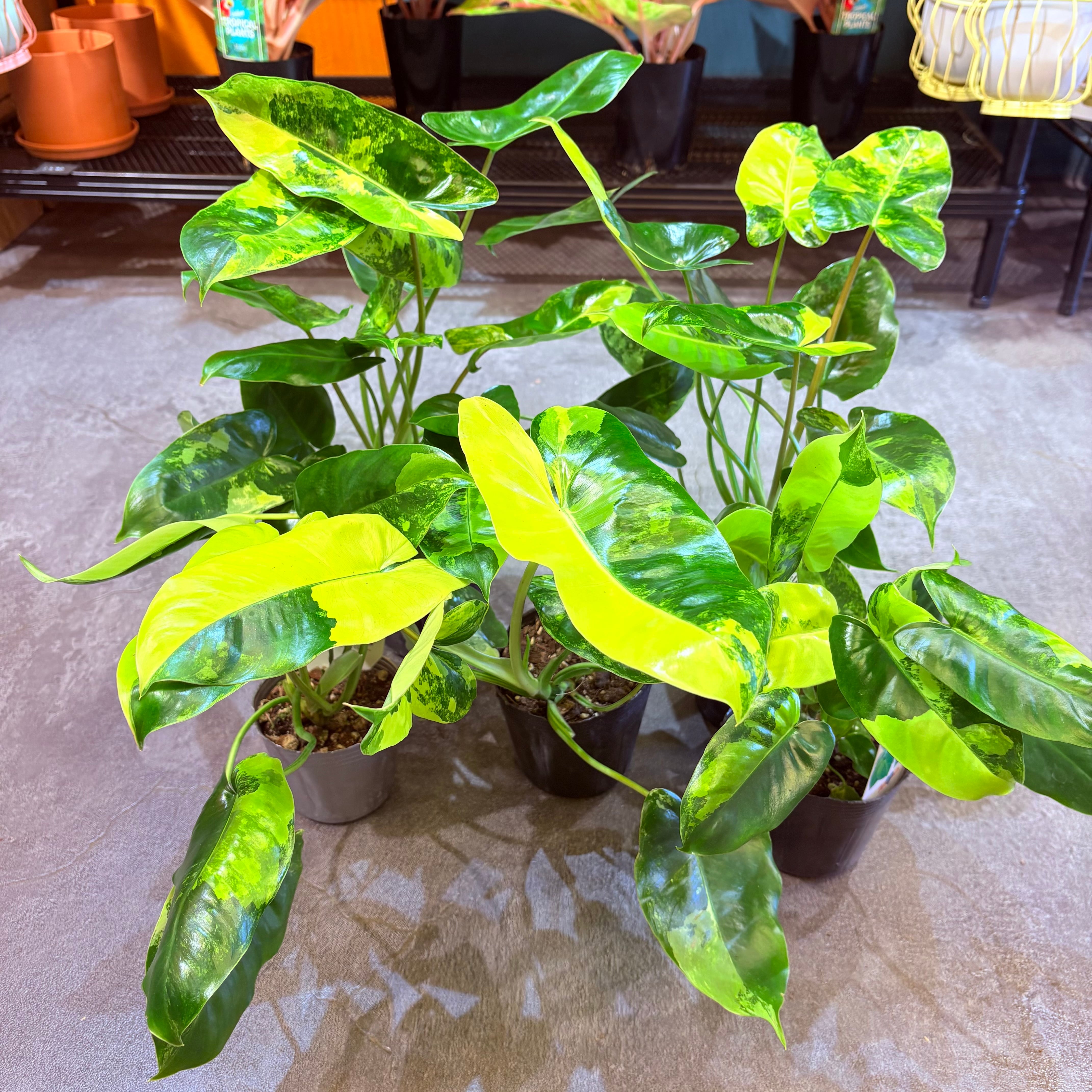 フィロデンドロン バールマルクス斑入り 3.5号 | Green Vibes 宇都宮市