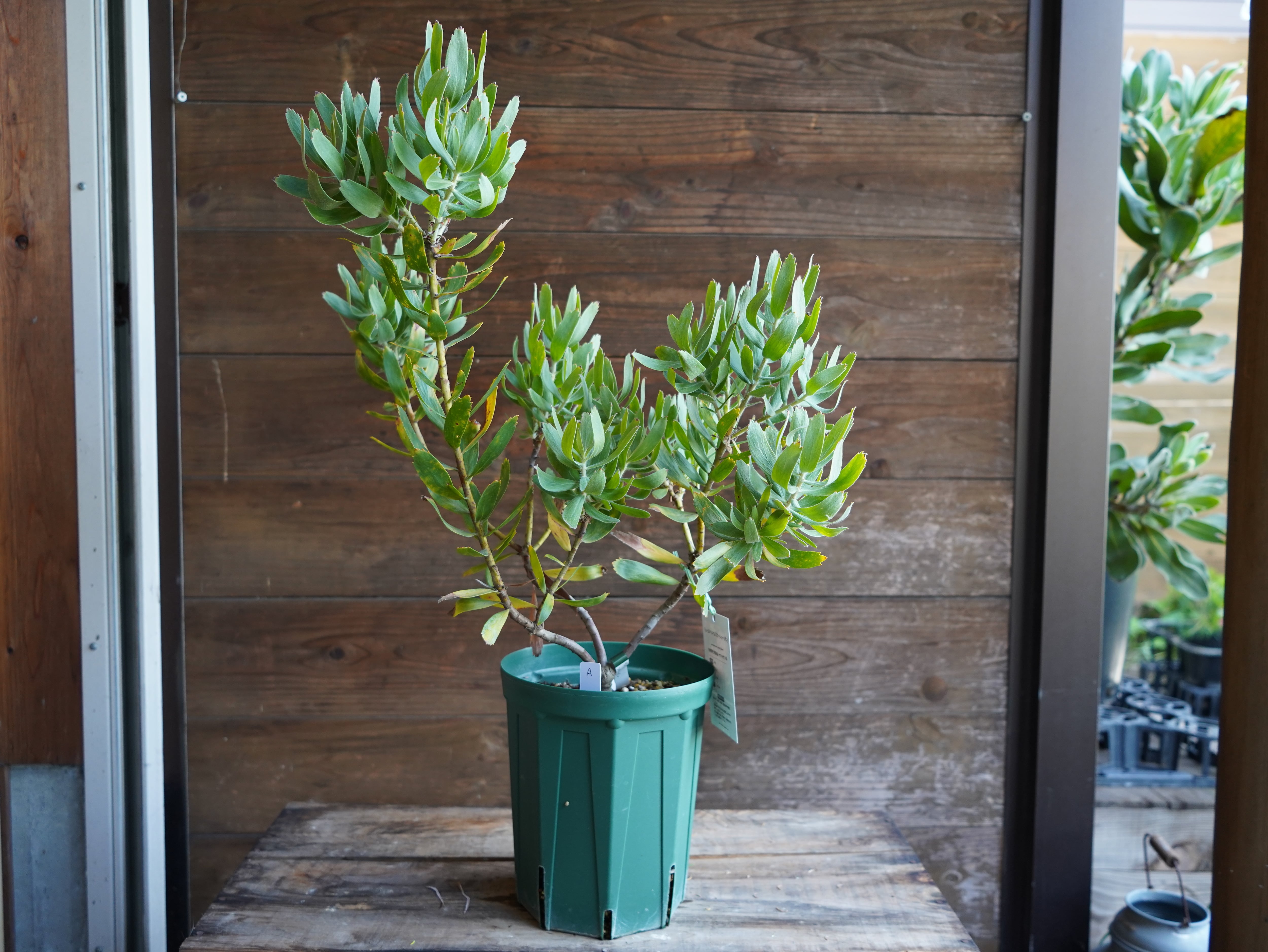 【現物】リューコスペルマム "スカーレットリボン"　A